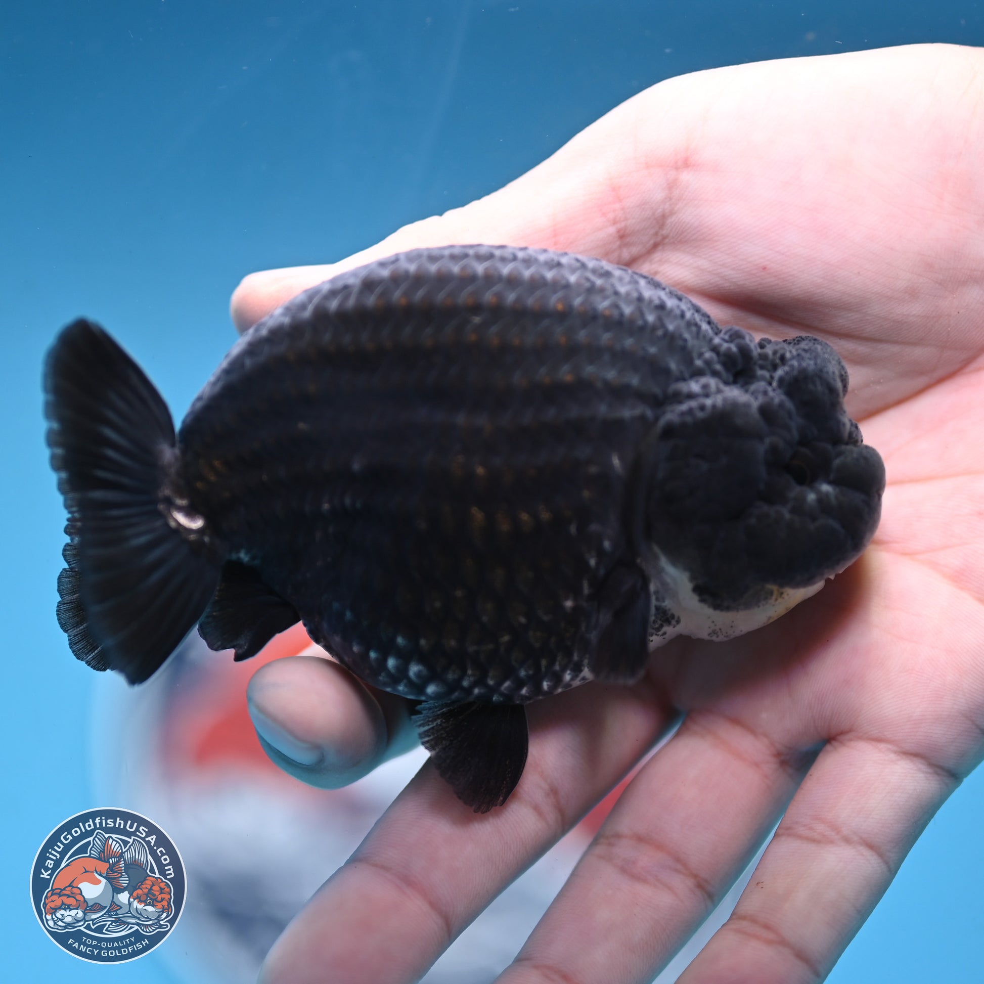 Blue Base Black Ranchu 3.75 inches Body - Male (250103_RC02) - Kaiju Goldfish USA