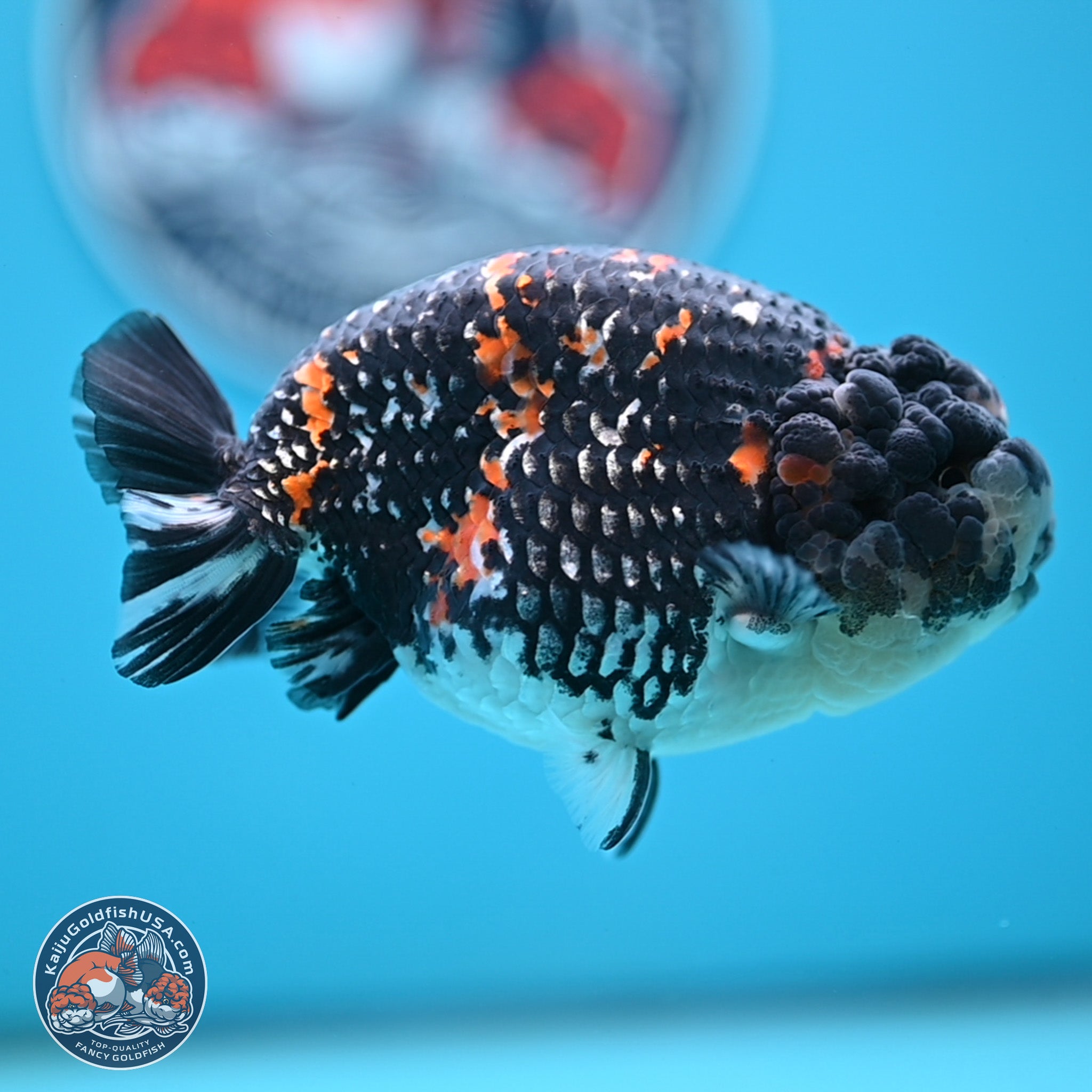Heavy Ink Tricolor Tiger Ranchu Goldfish for Sale | Kaiju Goldfish USA