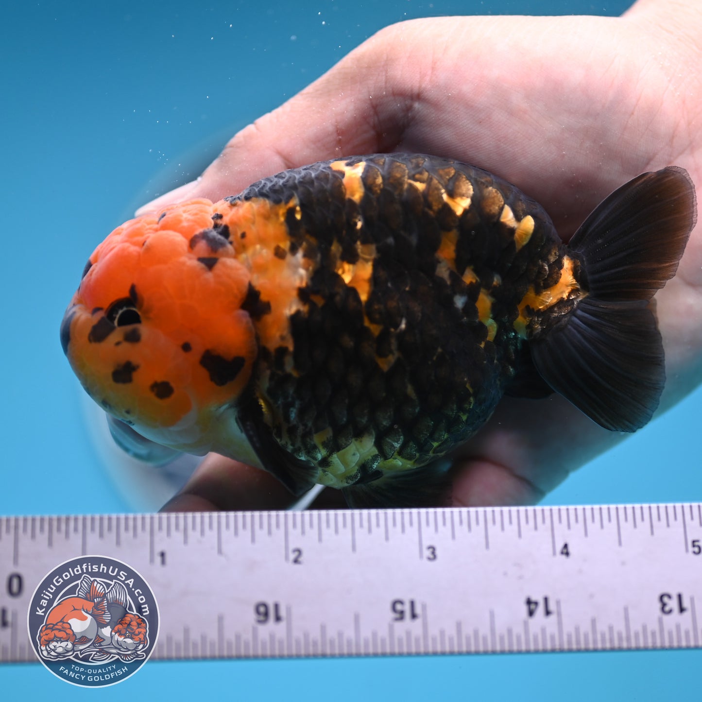 Read Description - Heavy Ink Ranchu 4 inches Body - Male (250418_RC02)