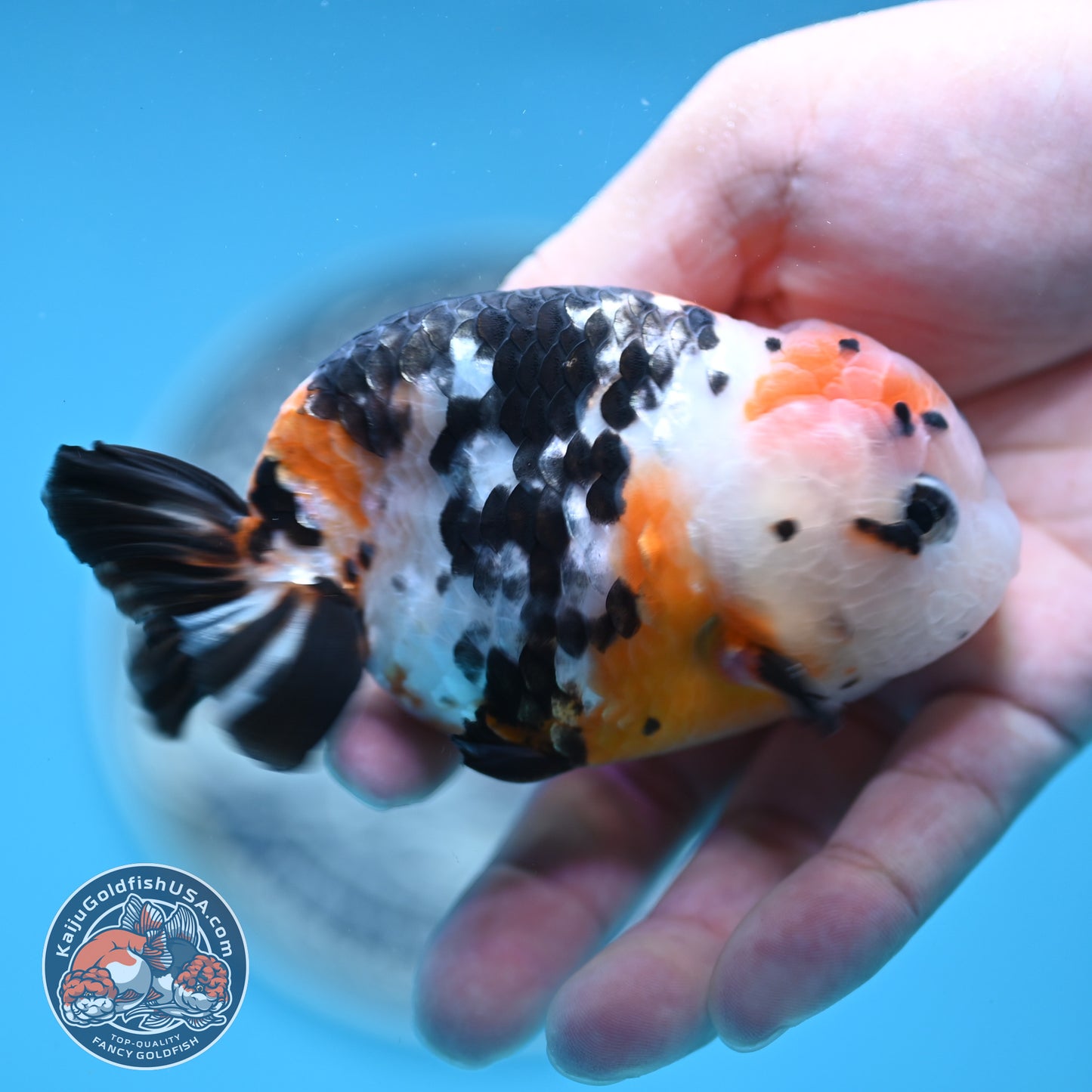 Cow Ranchu 3.75 inches Body (250502_RC02)