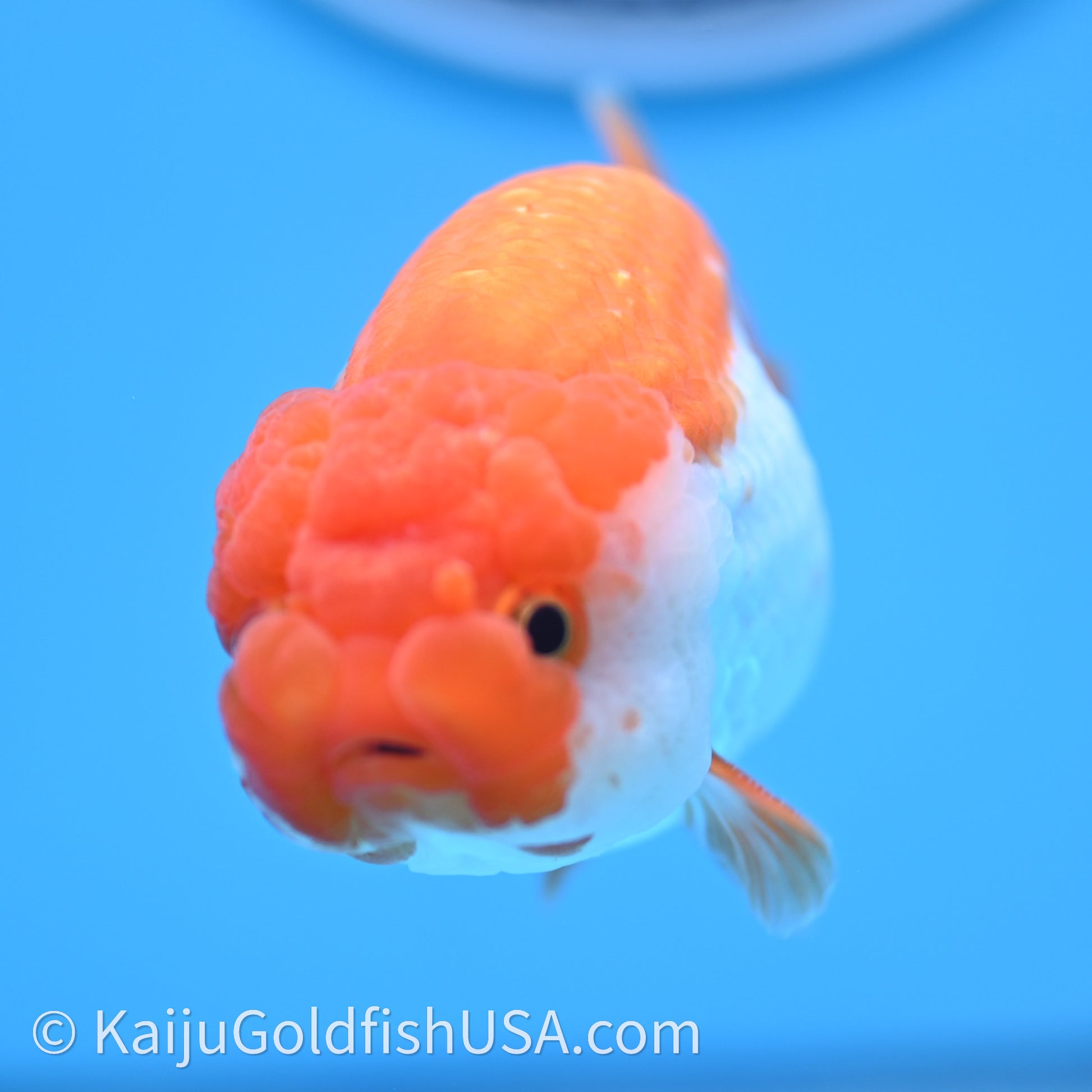 Red White Lionchu 4in body (240726_RC02) - Kaiju Goldfish USA