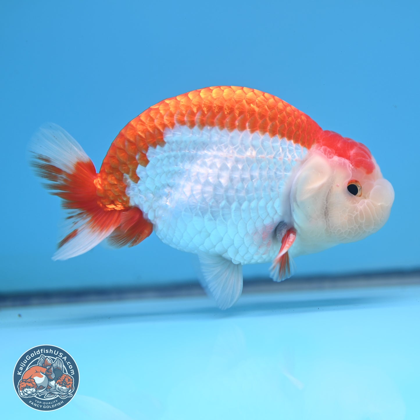 Red White Buffalo Ranchu 5 inches (241025_RC02) - Kaiju Goldfish USA