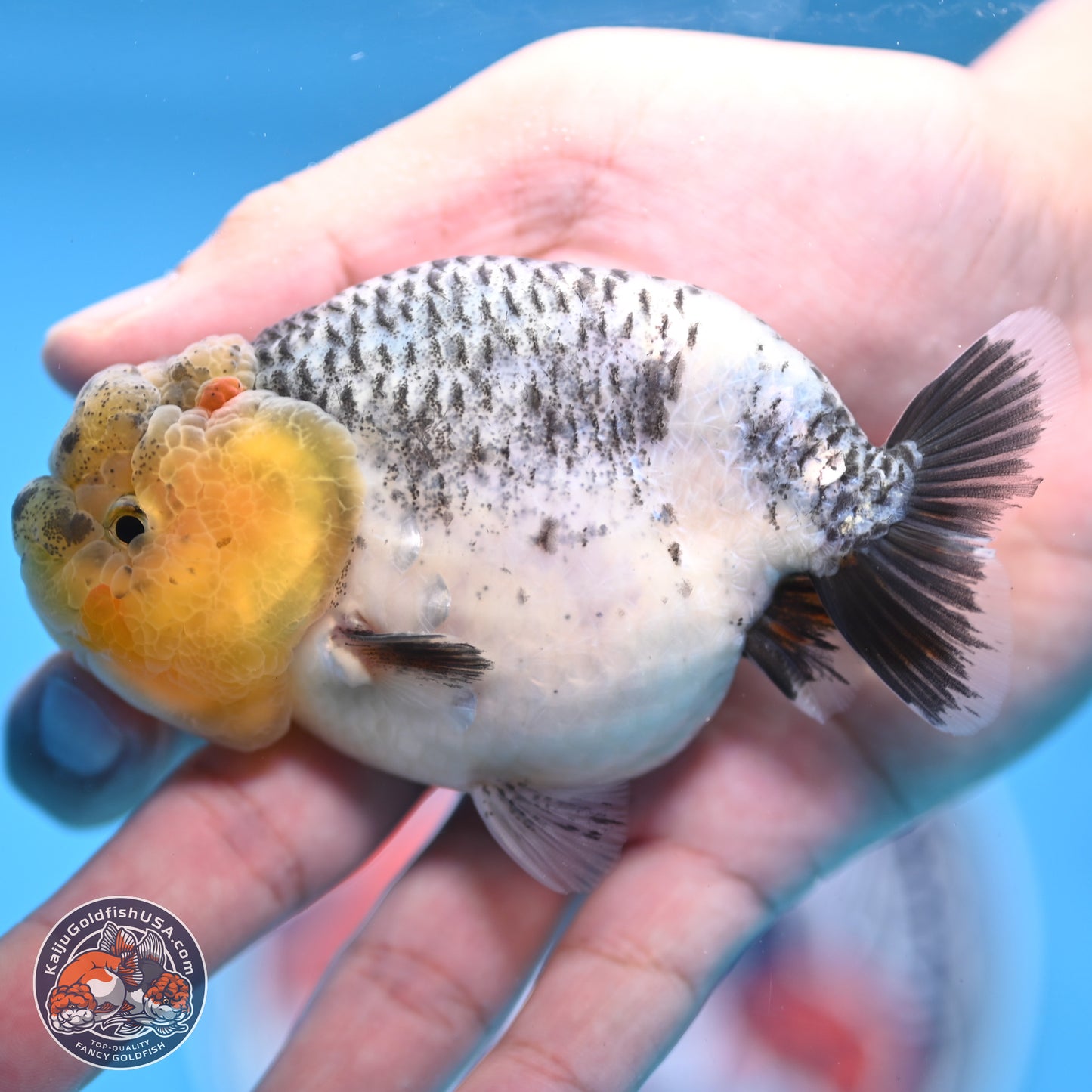 READ DESCRIPTION: Blue Based Ranchu 3.5 inches Body - Male (250307_RC02)