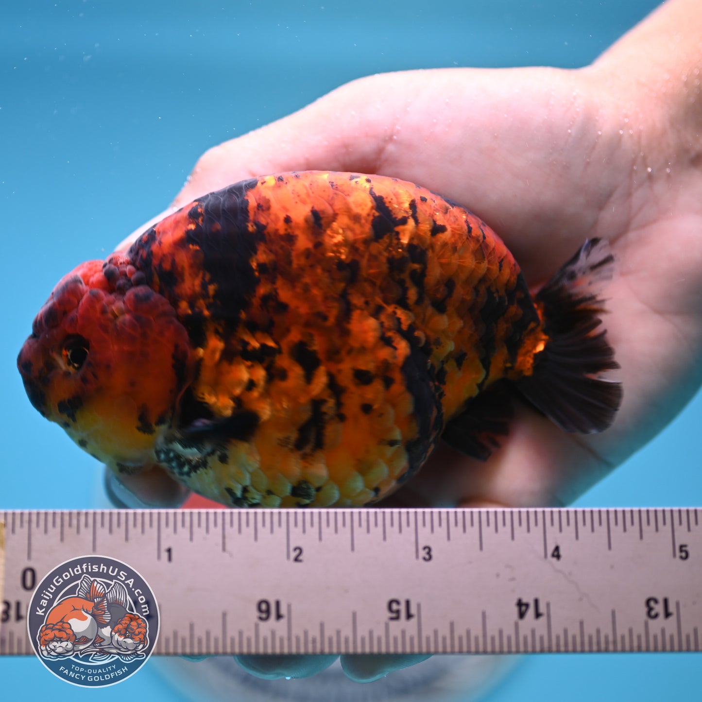 Tiger Ranchu 4.5 inches Body (250516_RC02)