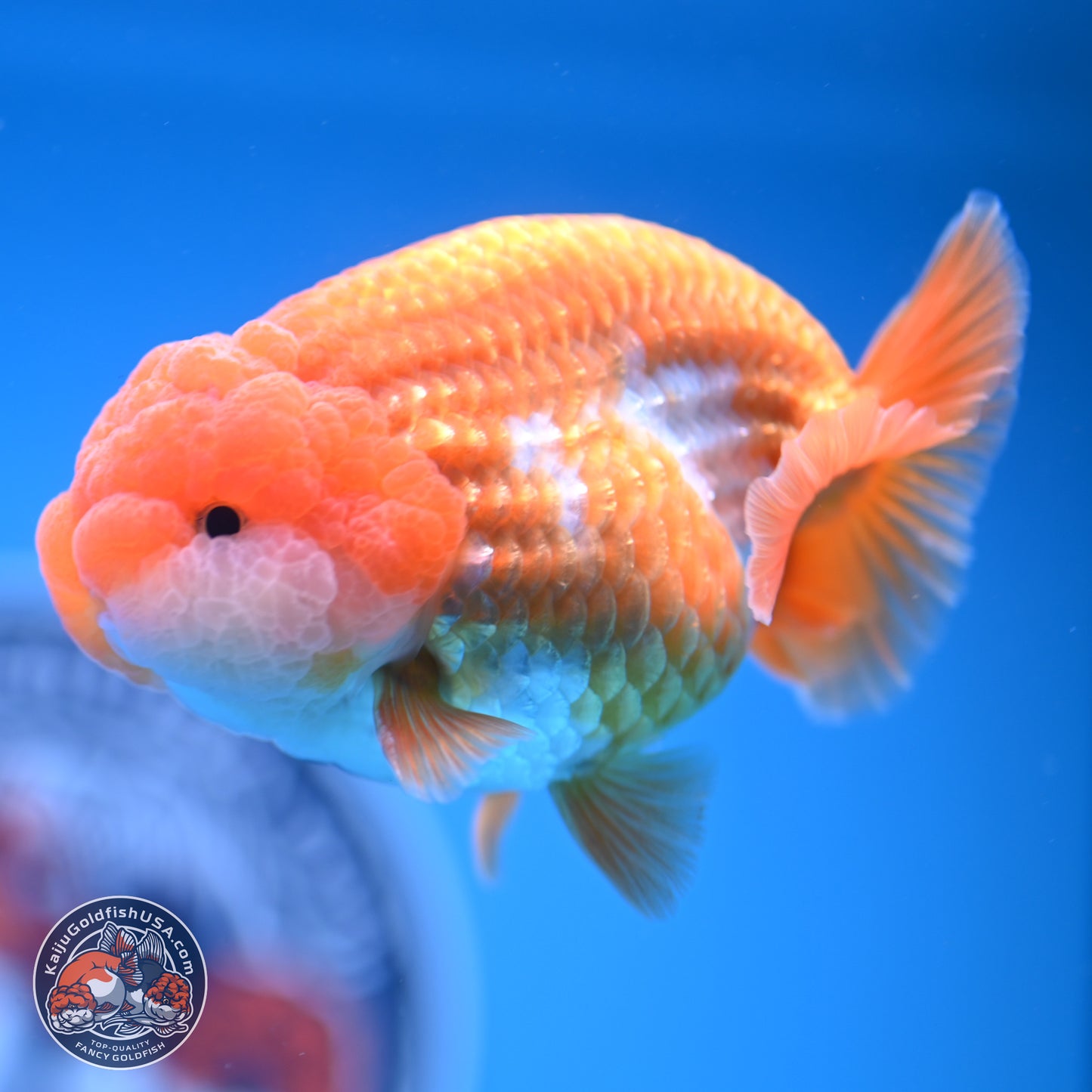 Red White Lionchu 3.5in Body (240823_RC02) - Kaiju Goldfish USA