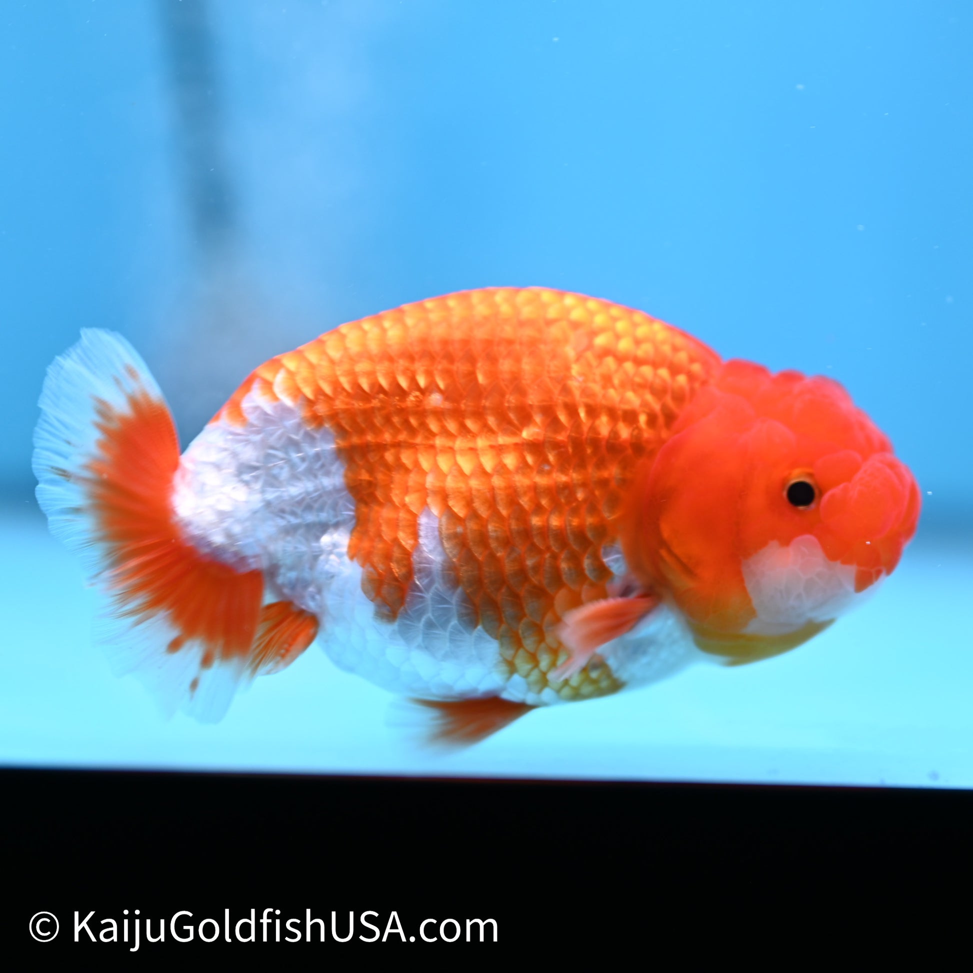 Red White Buffalo Ranchu 4in Body (240621_RC02) - Kaiju Goldfish USA