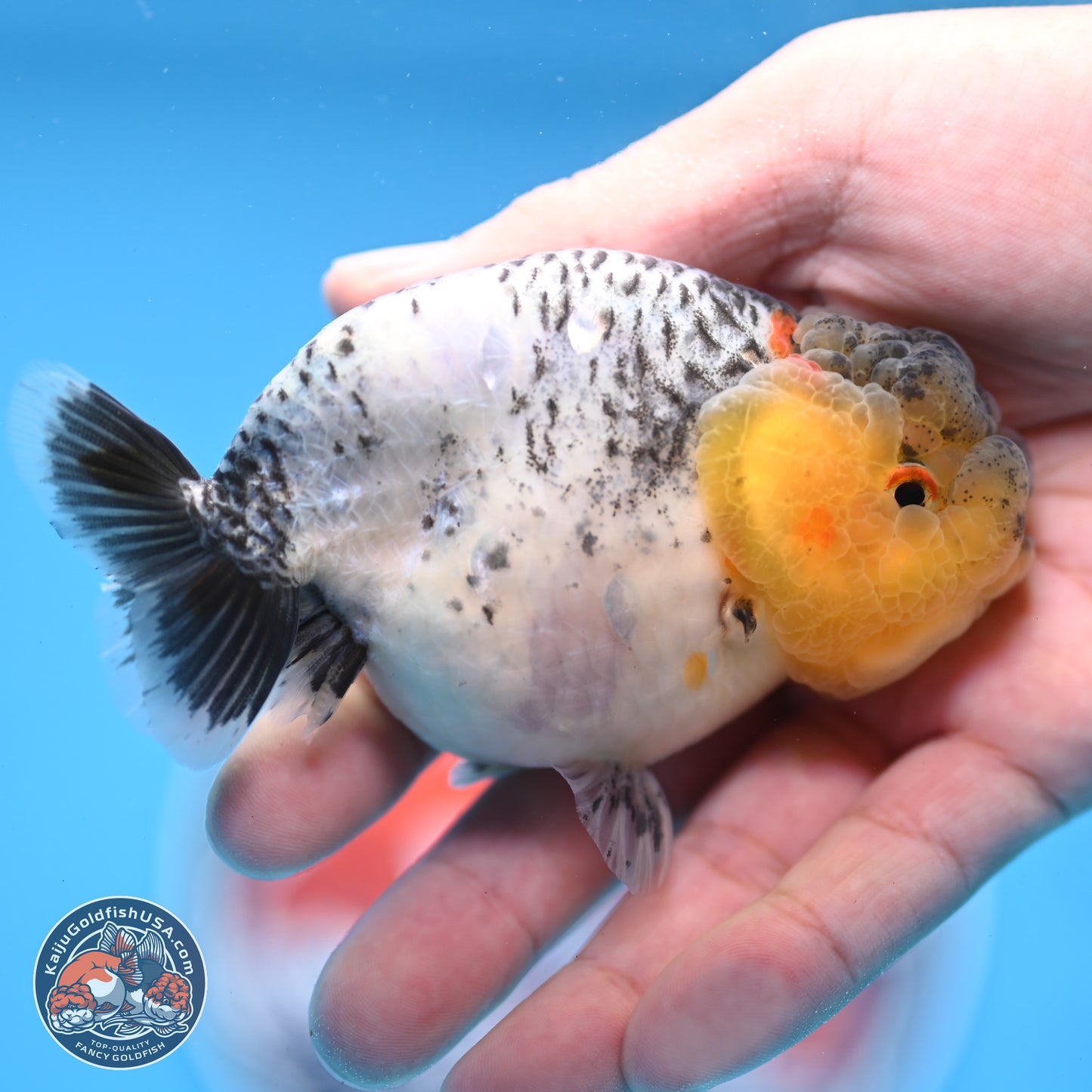 READ DESCRIPTION: Blue Based Ranchu 3.5 inches Body - Male (250307_RC02)