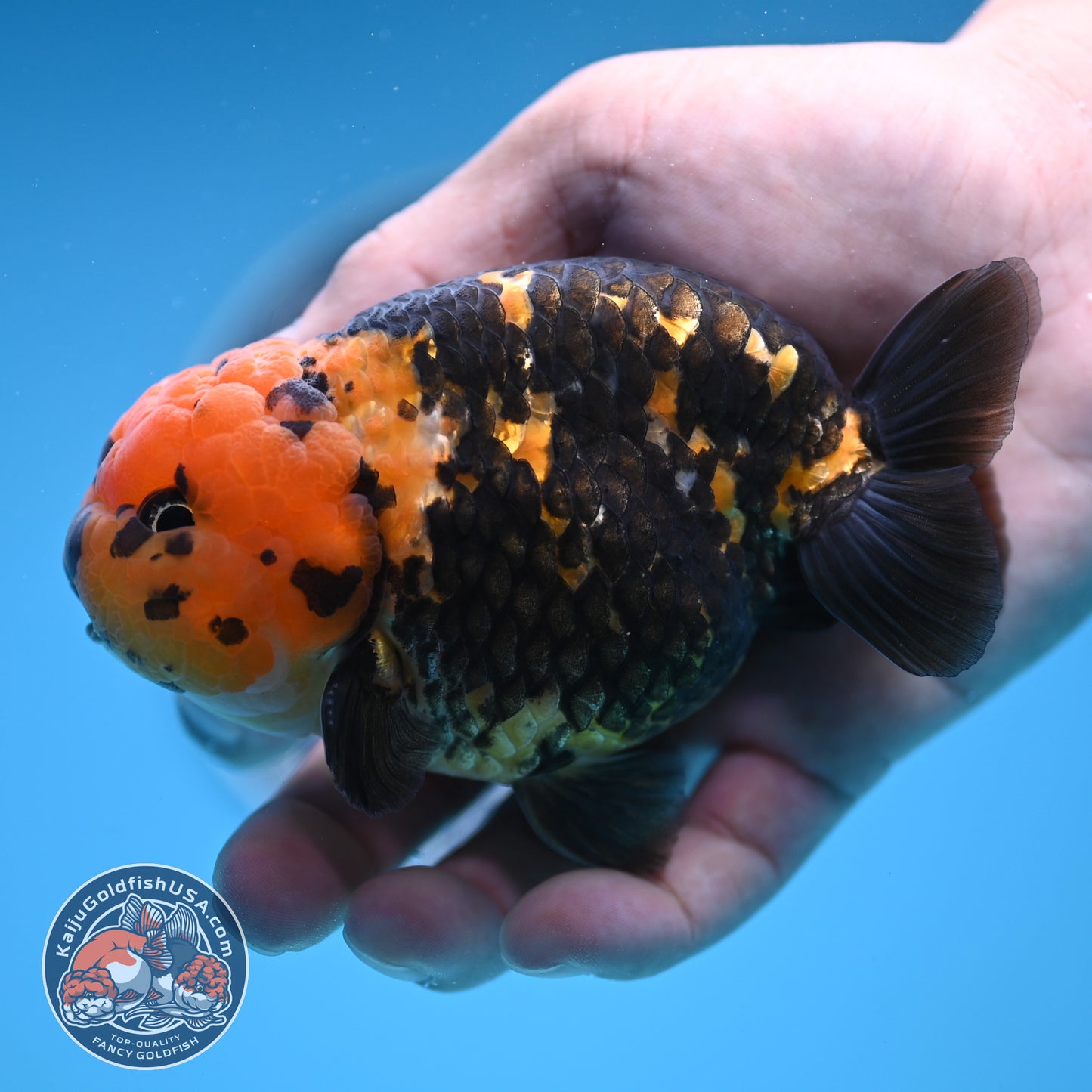 Read Description - Heavy Ink Ranchu 4 inches Body - Male (250418_RC02)