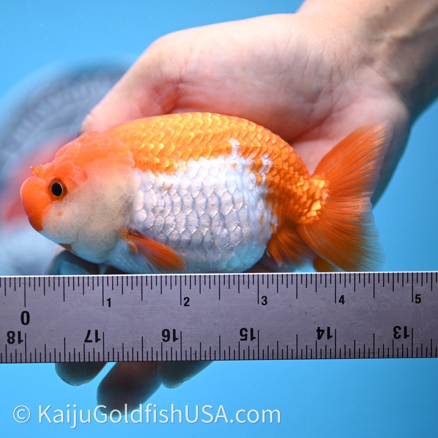 Red White Lionchu 4in body (240726_RC02) - Kaiju Goldfish USA