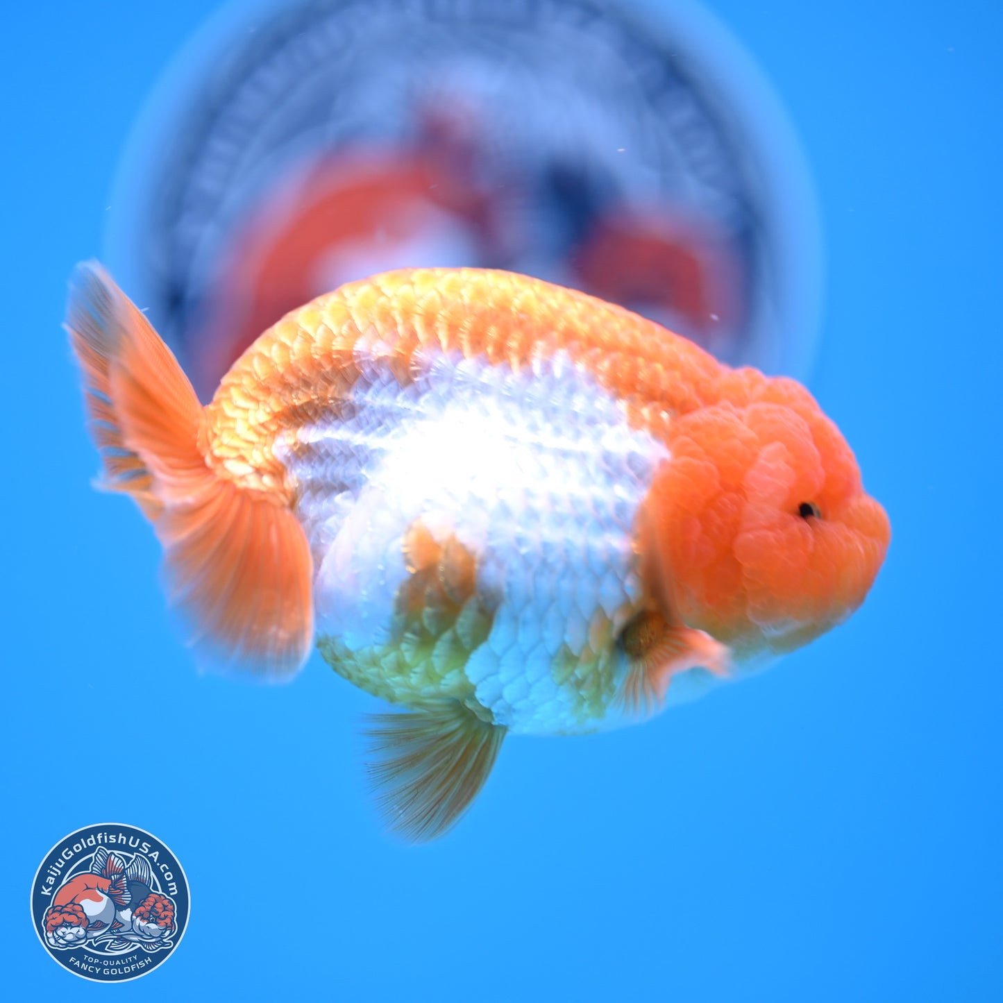 Red White Lionchu 3.5in Body (240823_RC02) - Kaiju Goldfish USA