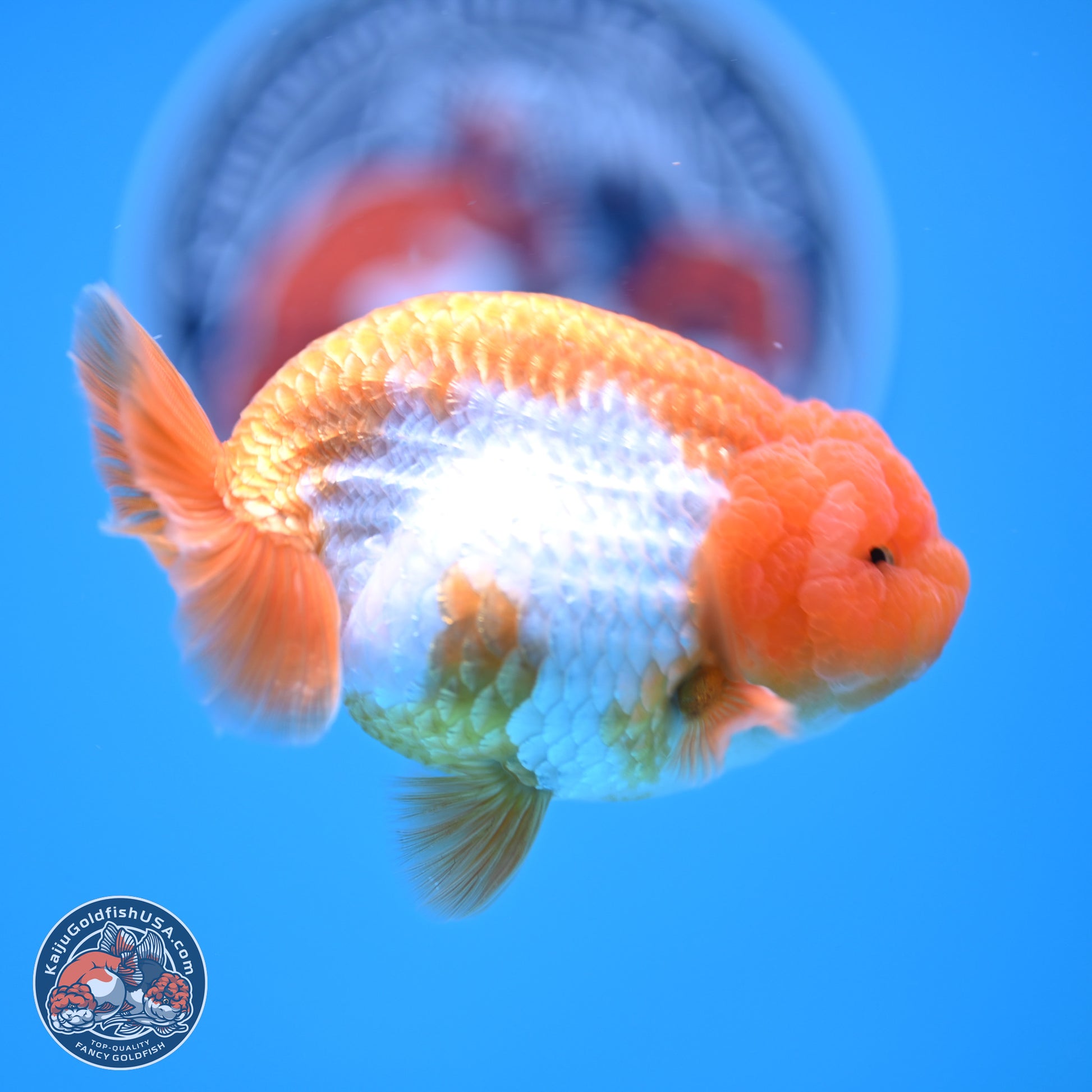 Red White Lionchu 3.5in Body (240823_RC02) - Kaiju Goldfish USA