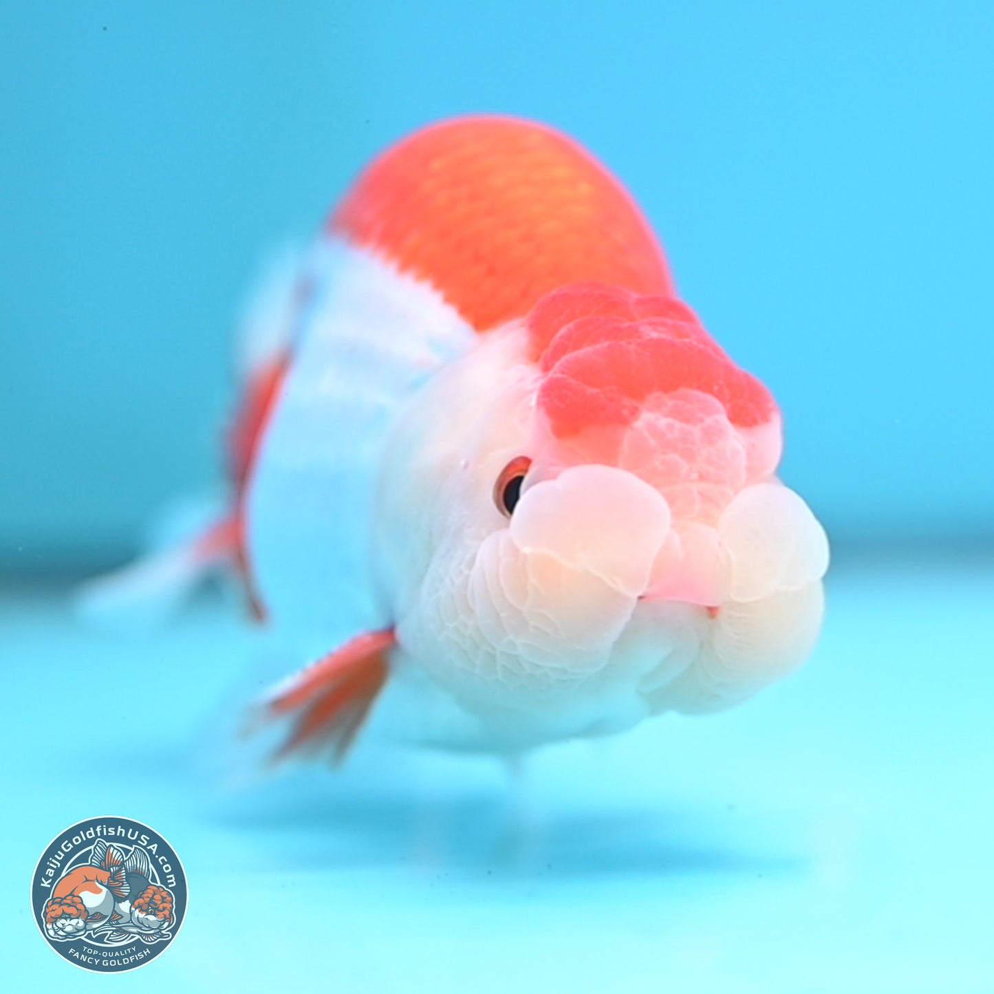 Red White Buffalo Ranchu 5 inches (241025_RC02) - Kaiju Goldfish USA