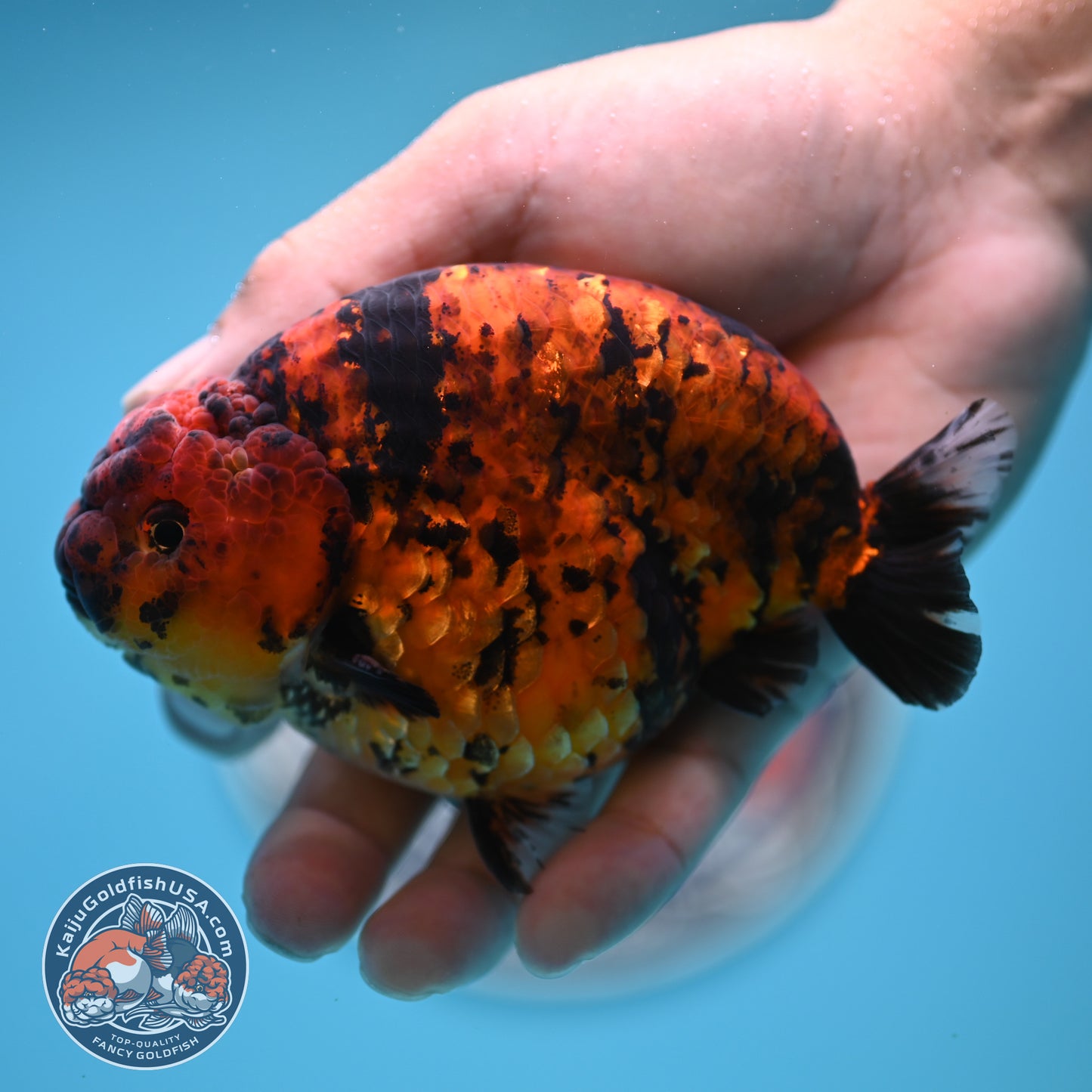 Tiger Ranchu 4.5 inches Body (250516_RC02)