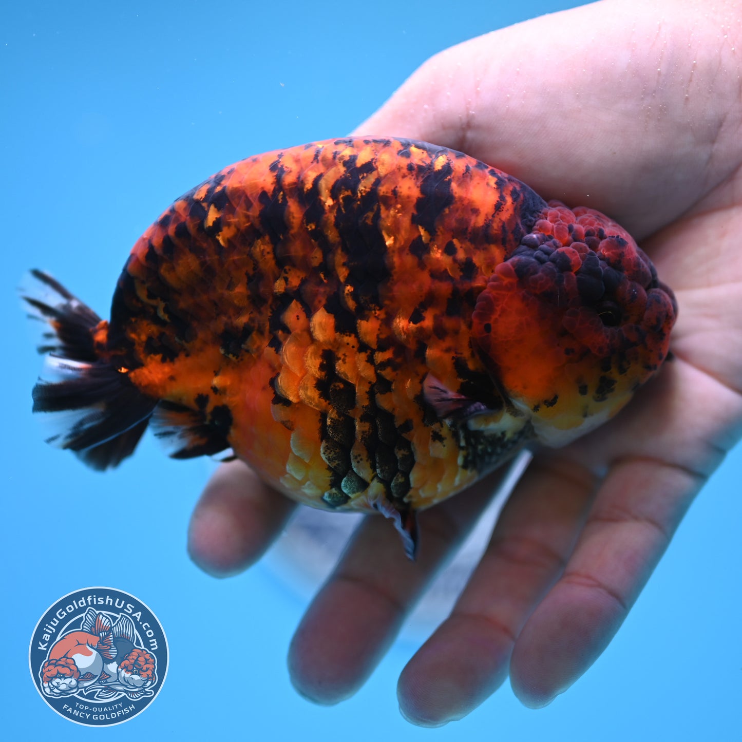 Tiger Ranchu 4.5 inches Body (250516_RC02)
