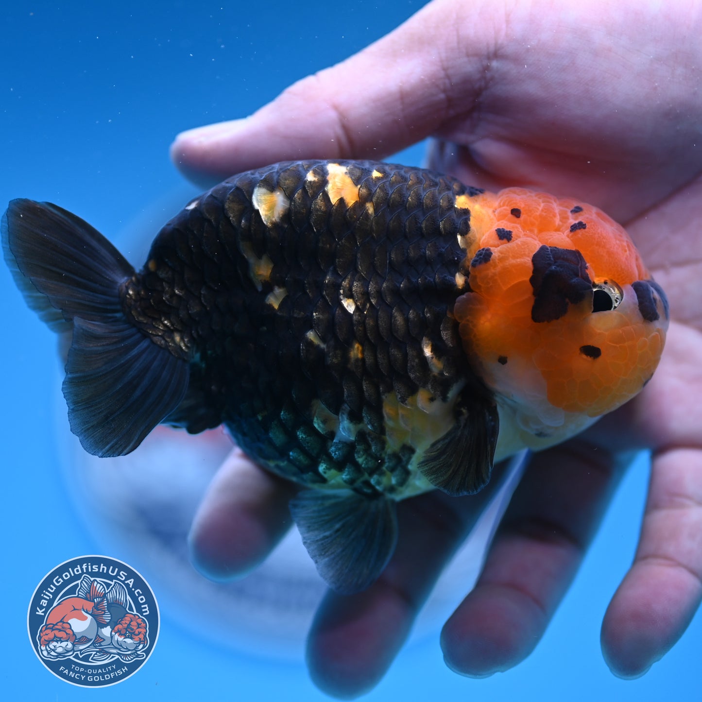 Read Description - Heavy Ink Ranchu 4 inches Body - Male (250418_RC02)