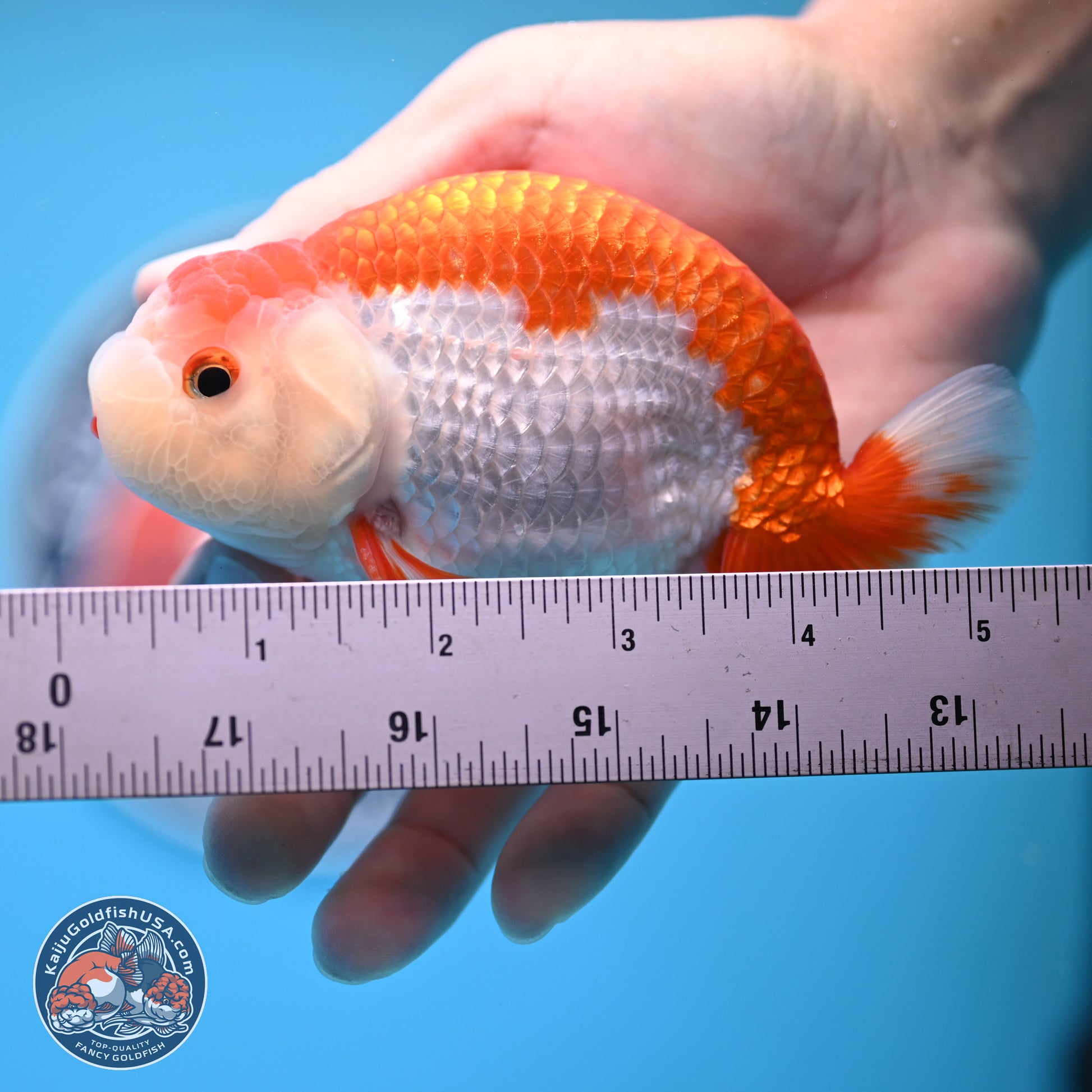 Red White Buffalo Ranchu 5 inches (241025_RC02) - Kaiju Goldfish USA