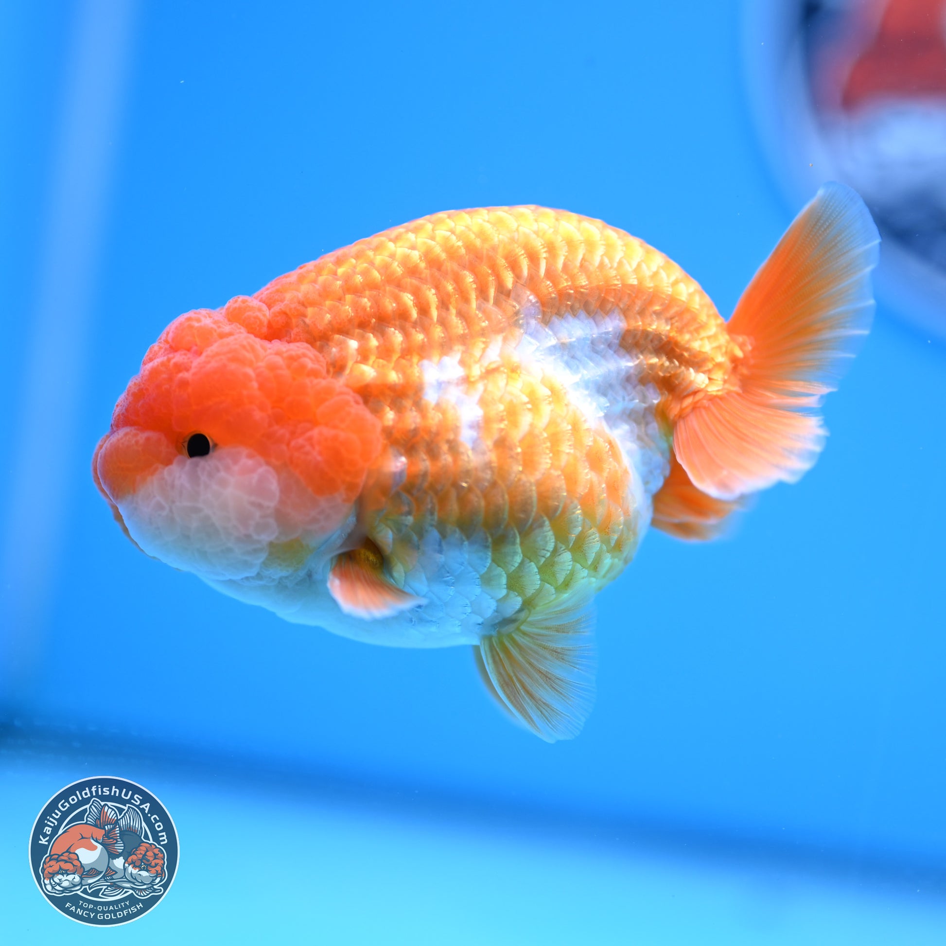 Red White Lionchu 3.5in Body (240823_RC02) - Kaiju Goldfish USA