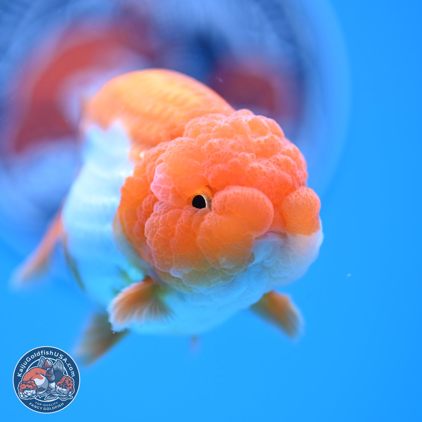 Red White Lionchu 3.5in Body (240823_RC02) - Kaiju Goldfish USA