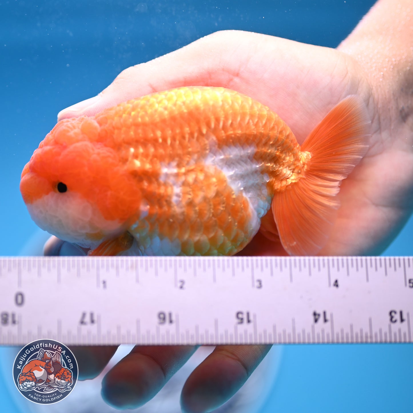 Red White Lionchu 3.5in Body (240823_RC02) - Kaiju Goldfish USA