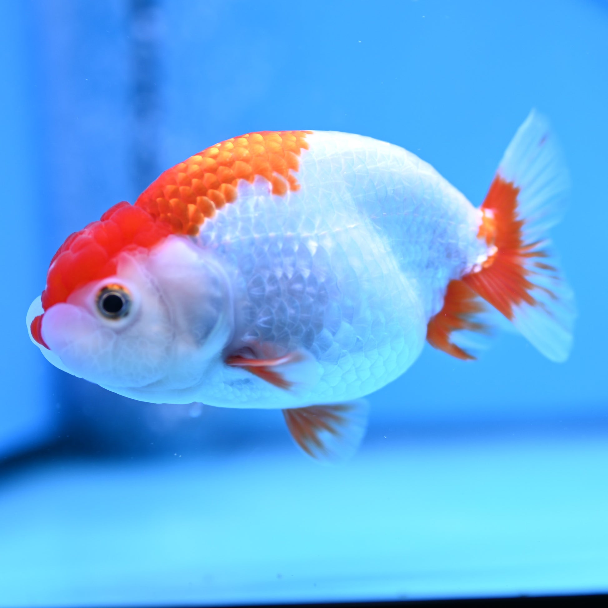 Red White Buffalo Ranchu 3.5in Body (240704_RC02) - Kaiju Goldfish USA