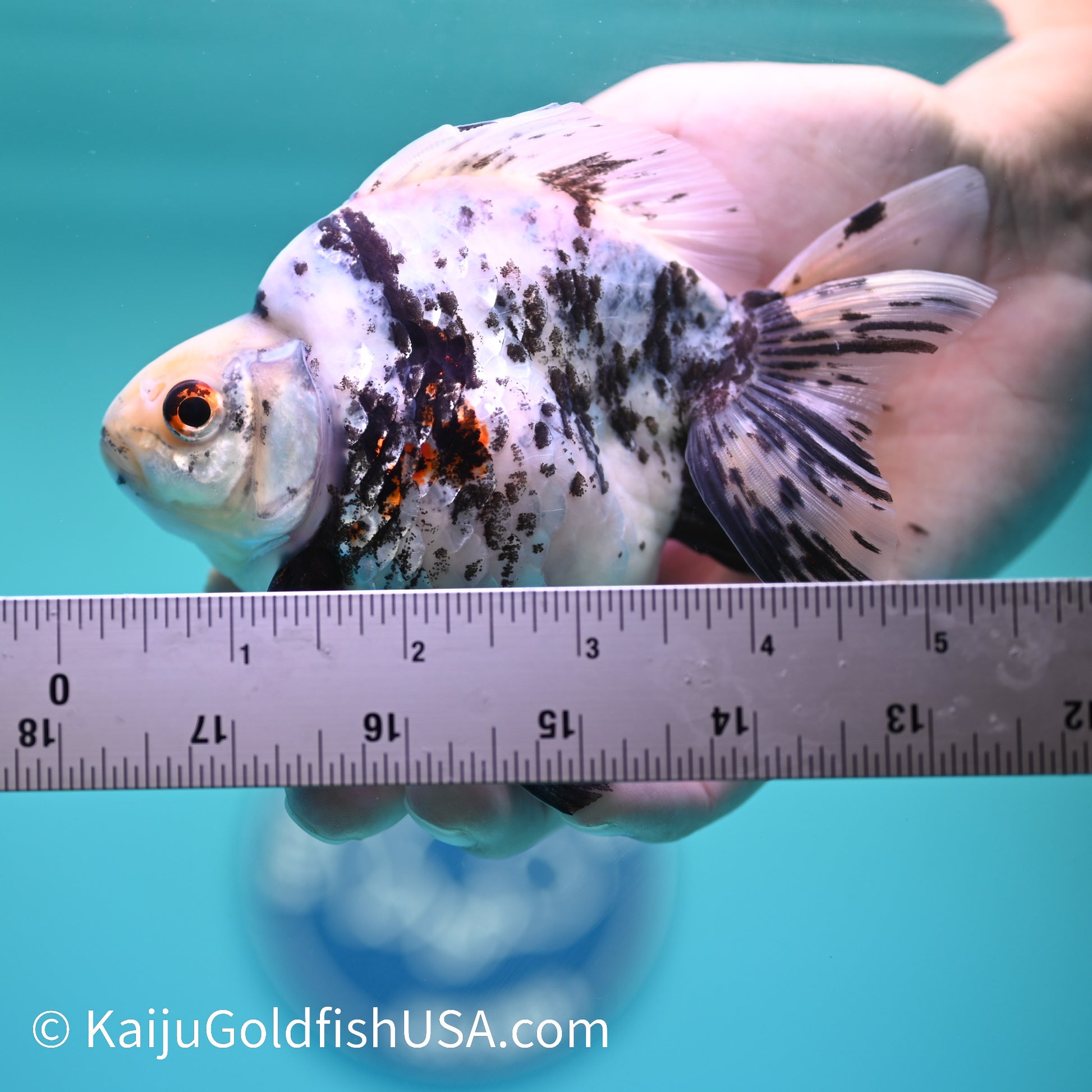 Jumbo White Tiger Ryukin 5 inches (240503_RY02) - Kaiju Goldfish USA