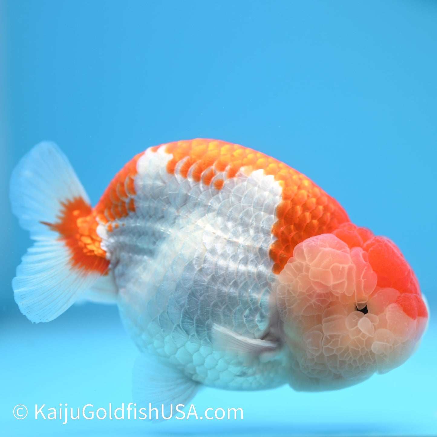 Red White Buffalo Ranchu 4.5 - 5 inches (240301_RC02) - Kaiju Goldfish USA