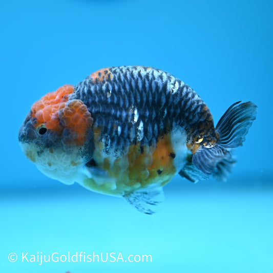 Blue Based Red Head Kirin Ranchu 4-4.5 inches (240329_RC02) - Kaiju Goldfish USA