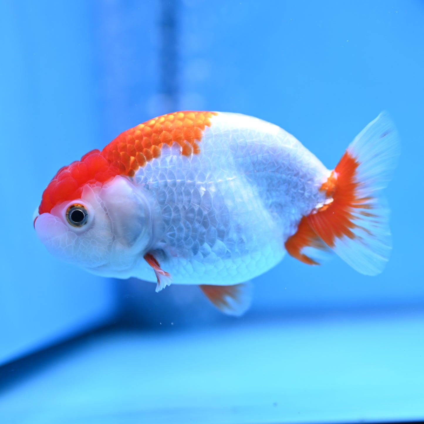 Red White Buffalo Ranchu 3.5in Body (240704_RC02) - Kaiju Goldfish USA