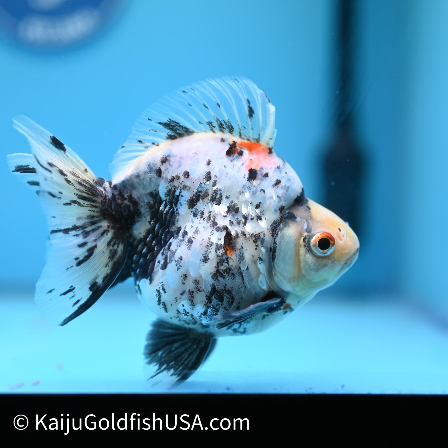 Jumbo White Tiger Ryukin 5 inches (240503_RY02) - Kaiju Goldfish USA