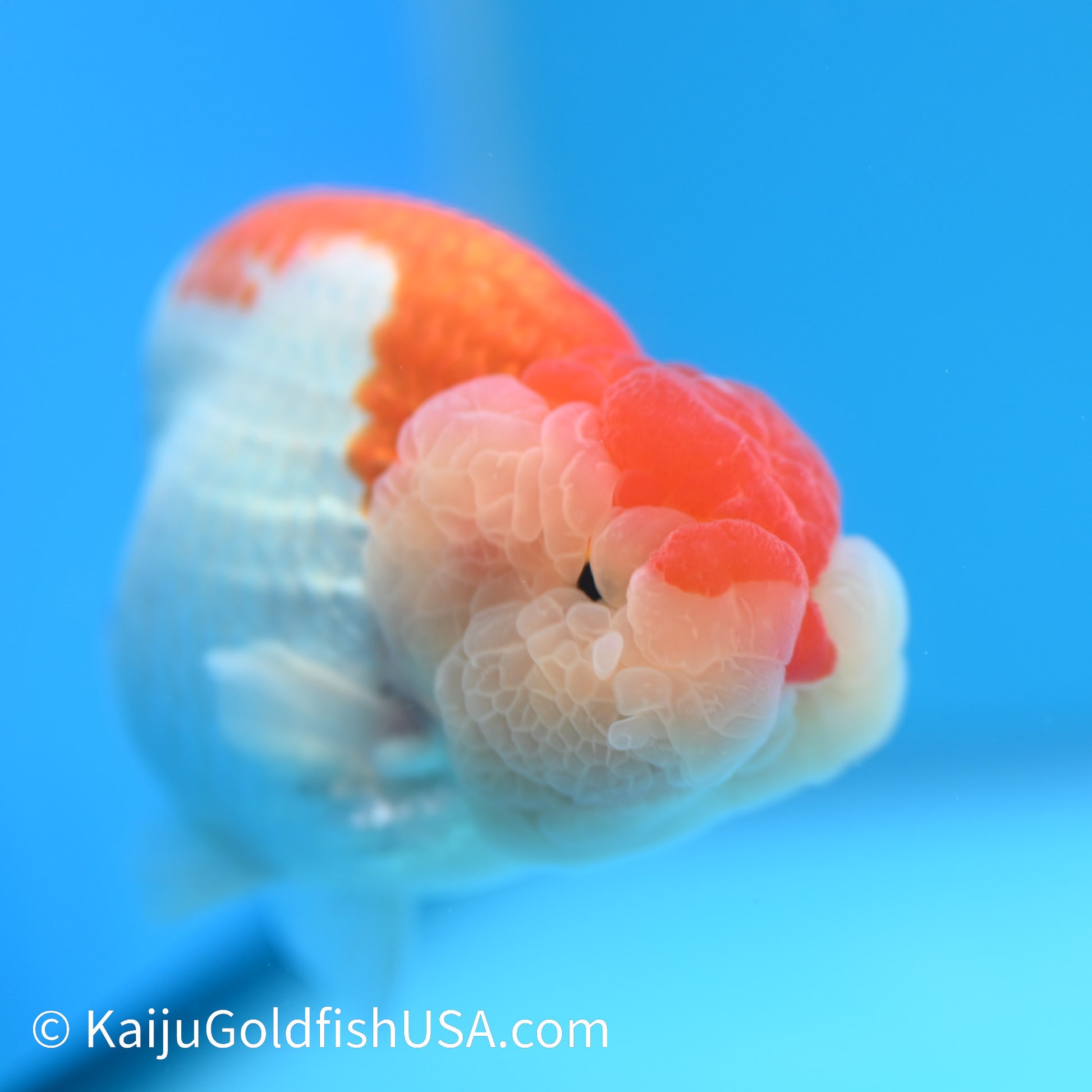 Red White Buffalo Ranchu 4.5 - 5 inches (240301_RC02) - Kaiju Goldfish USA