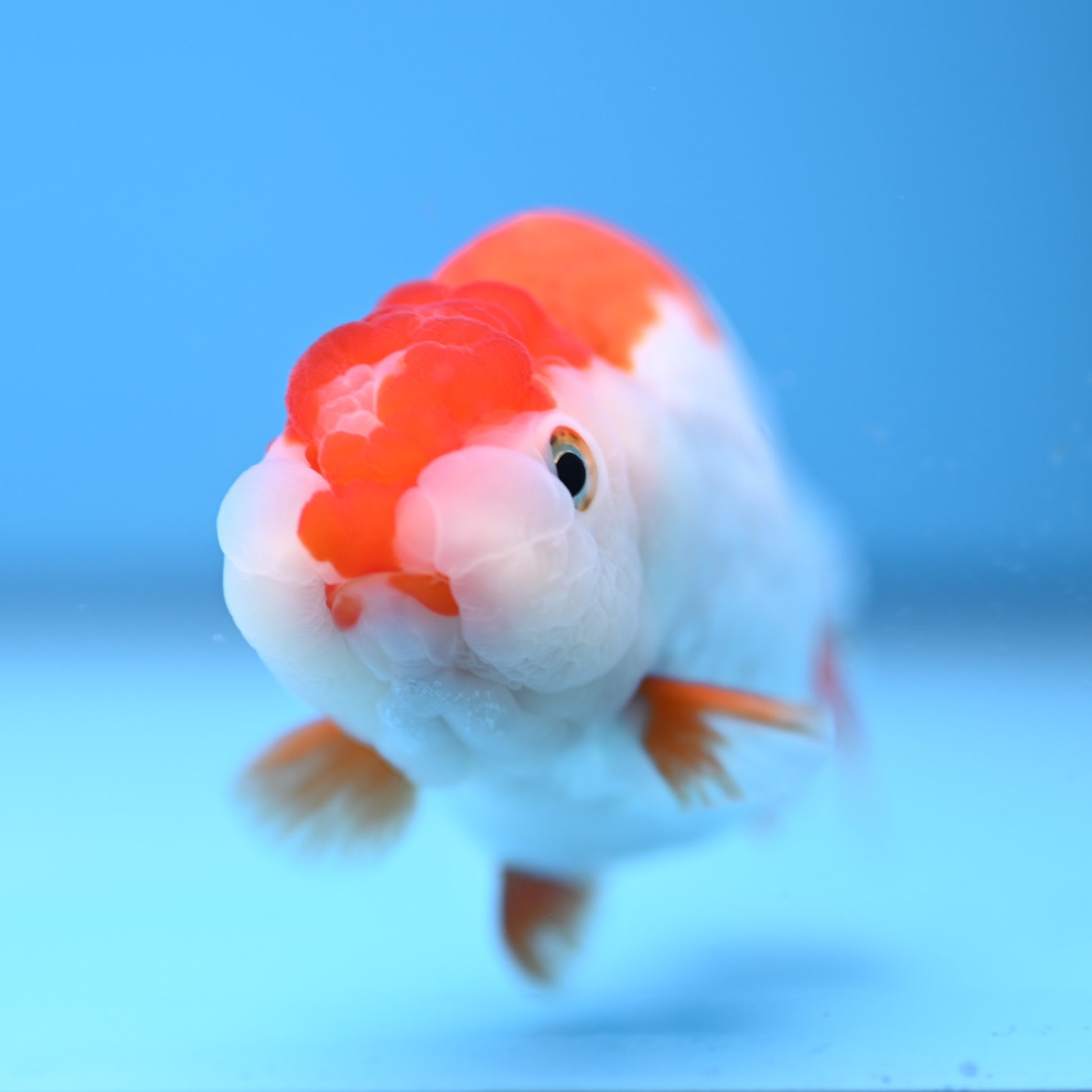 Red White Buffalo Ranchu 3.5in Body (240704_RC02) - Kaiju Goldfish USA