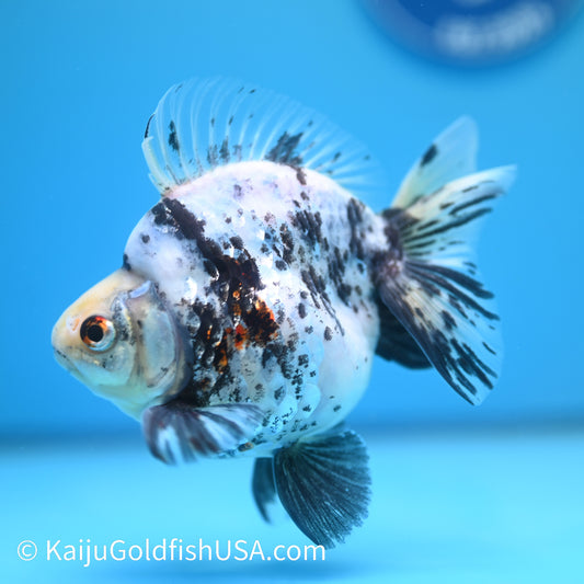 Jumbo White Tiger Ryukin 5 inches (240503_RY02) - Kaiju Goldfish USA