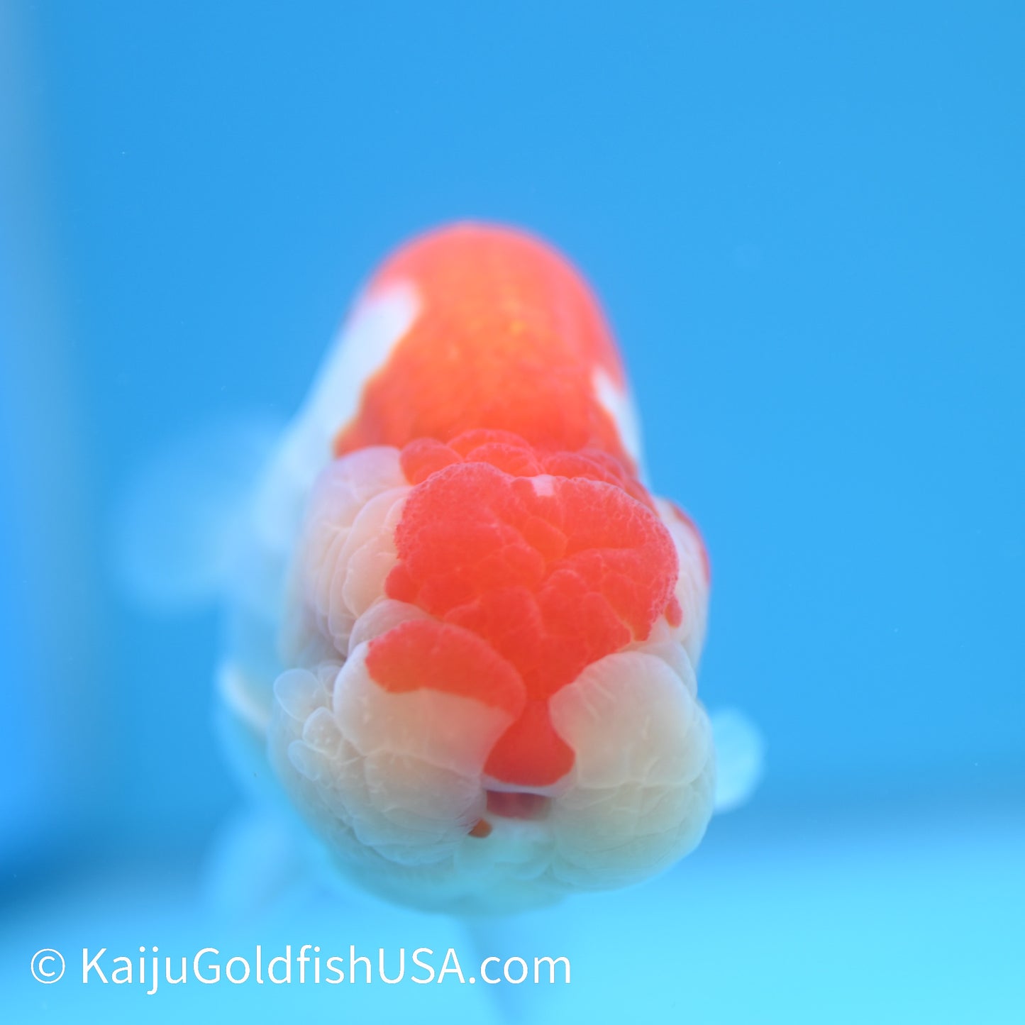 Red White Buffalo Ranchu 4.5 - 5 inches (240301_RC02) - Kaiju Goldfish USA