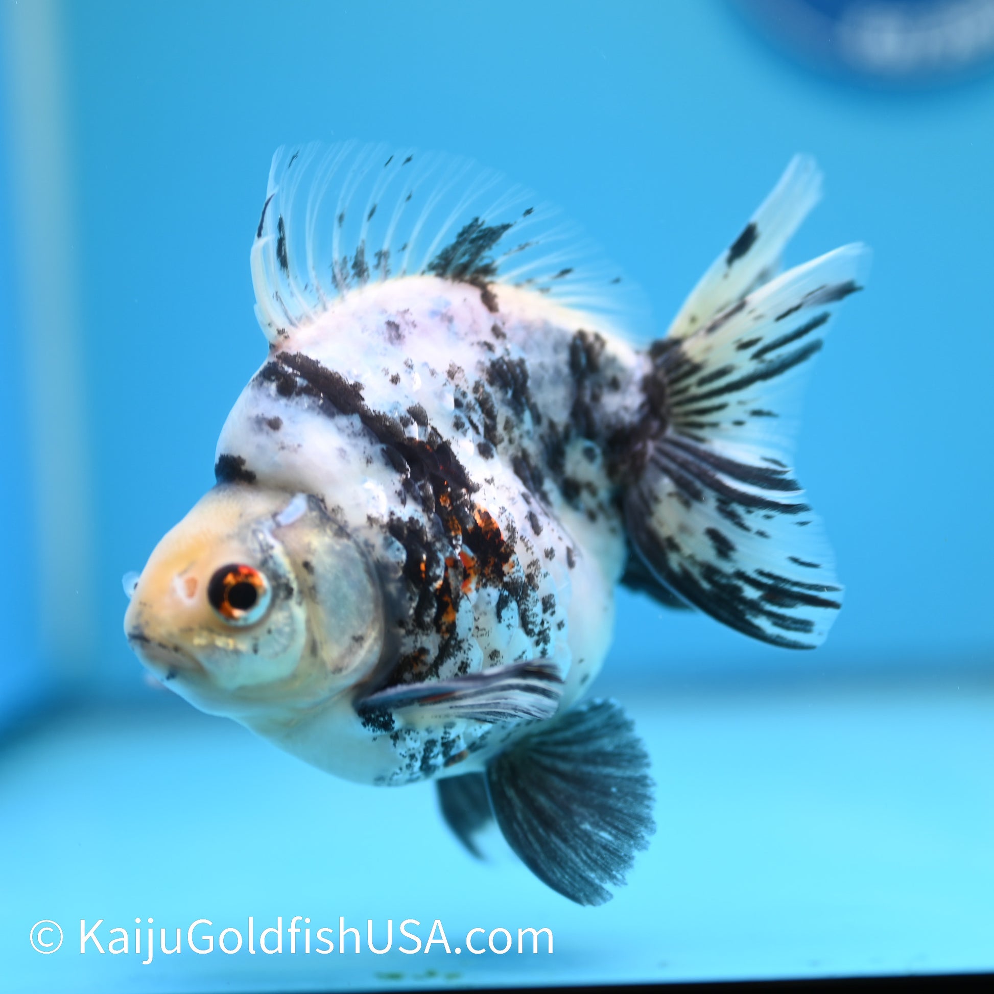 Jumbo White Tiger Ryukin 5 inches (240503_RY02) - Kaiju Goldfish USA