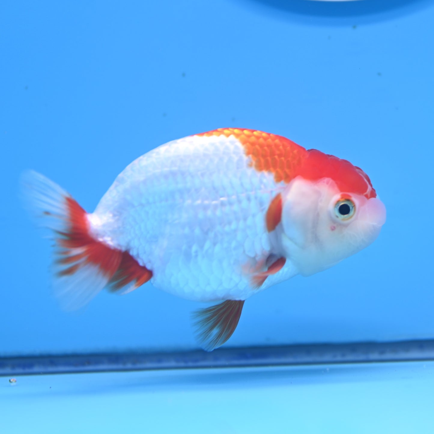 Red White Buffalo Ranchu 3.5in Body (240704_RC02) - Kaiju Goldfish USA