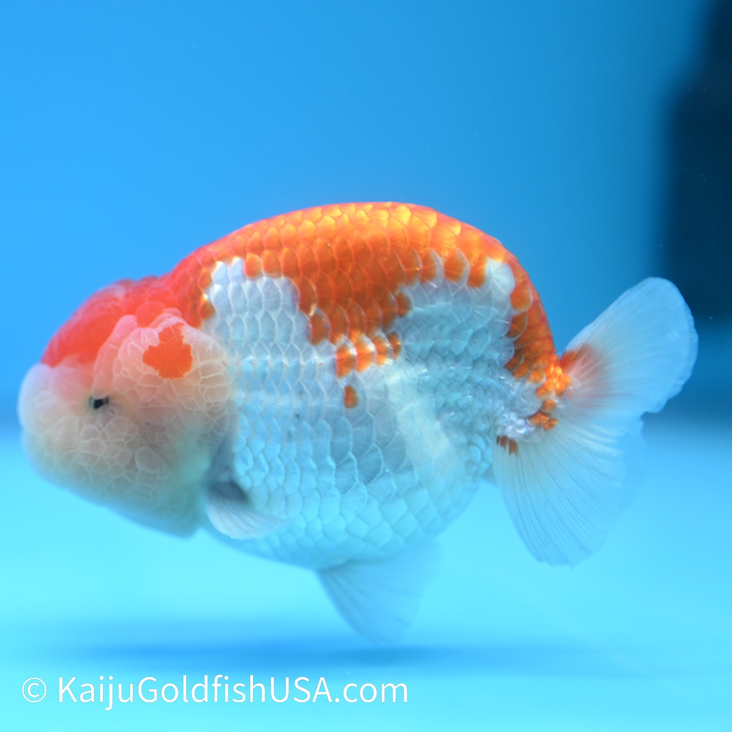 Red White Buffalo Ranchu 4.5 - 5 inches (240301_RC02) - Kaiju Goldfish USA