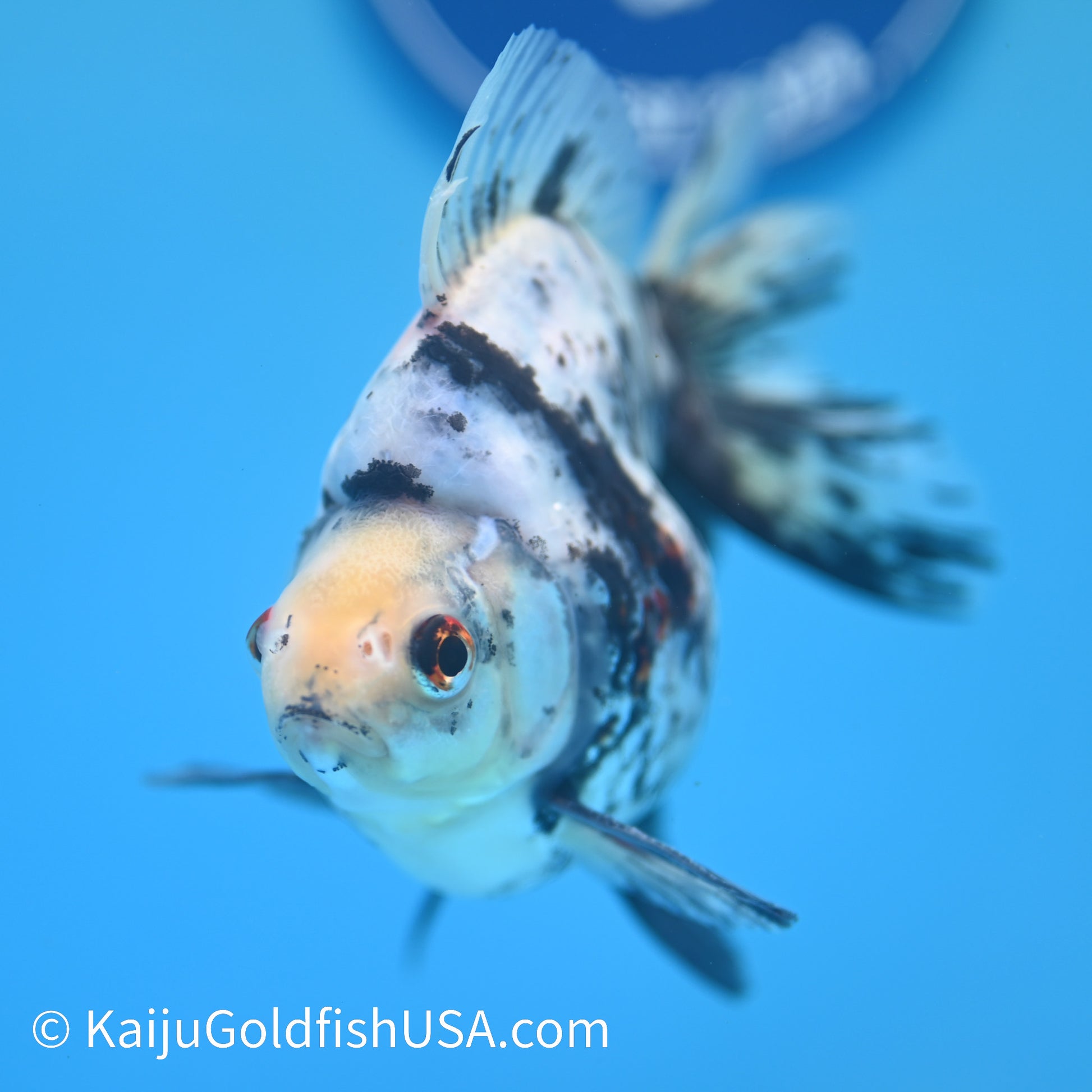 Jumbo White Tiger Ryukin 5 inches (240503_RY02) - Kaiju Goldfish USA