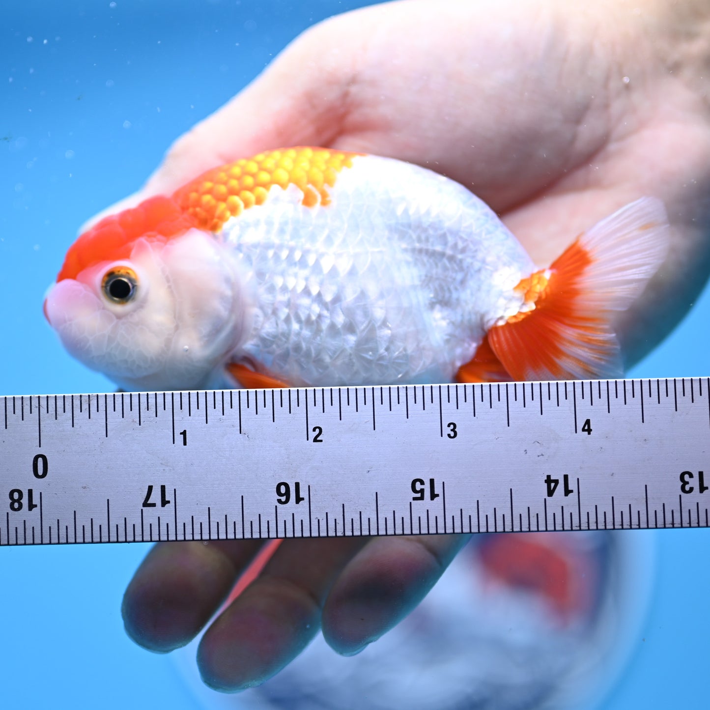 Red White Buffalo Ranchu 3.5in Body (240704_RC02) - Kaiju Goldfish USA