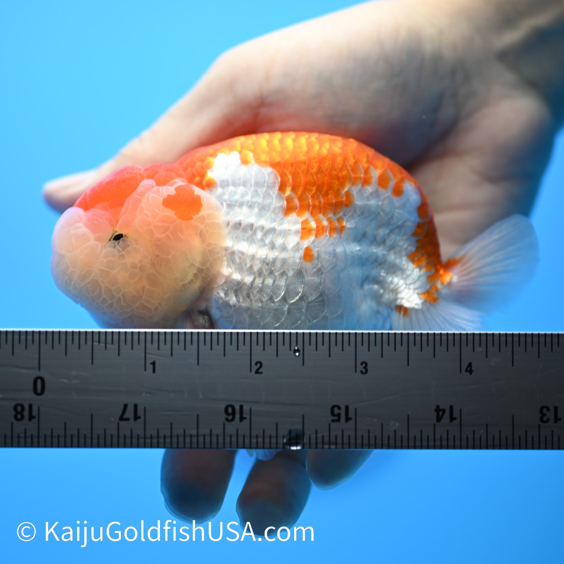 Red White Buffalo Ranchu 4.5 - 5 inches (240301_RC02) - Kaiju Goldfish USA