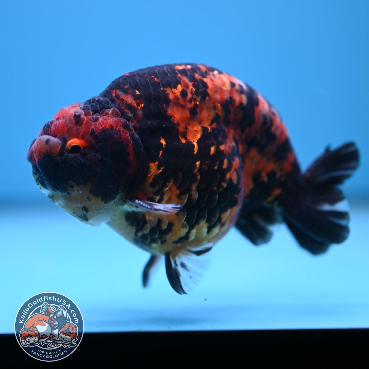 Tiger Ranchu 5 inch Body (250613_RC02)