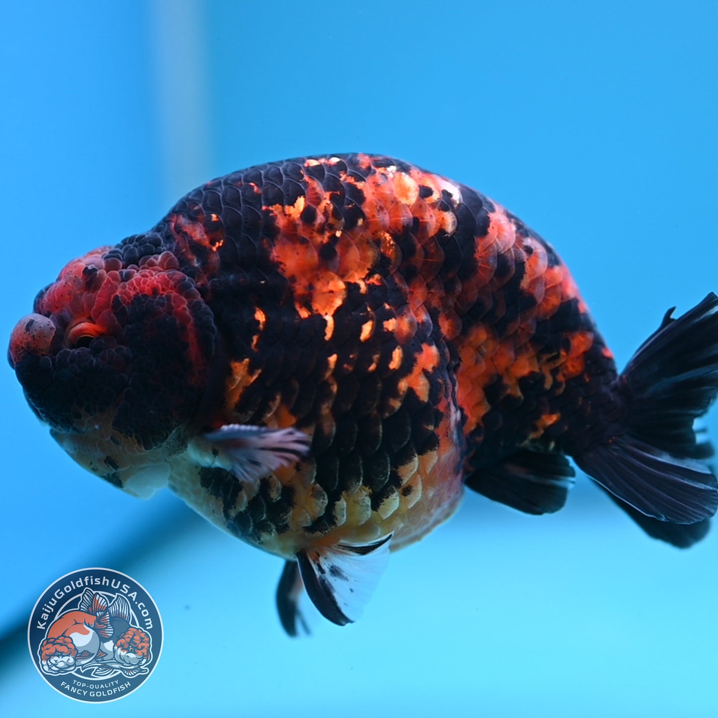 Tiger Ranchu 5 inch Body (250613_RC02)