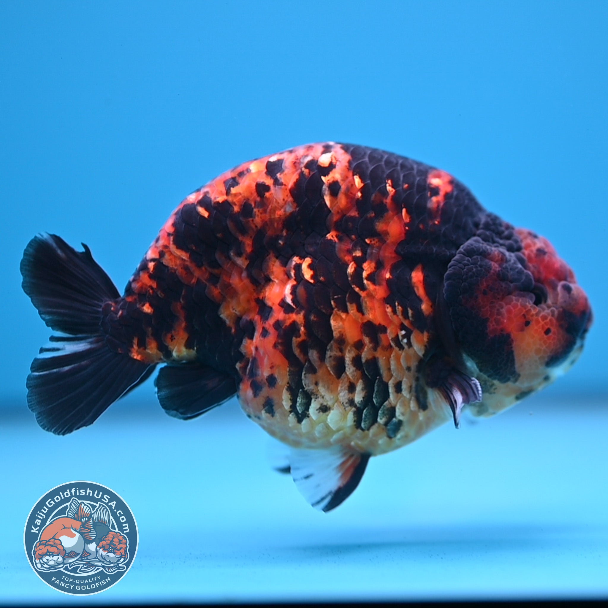 SOLD – Kaiju Goldfish USA