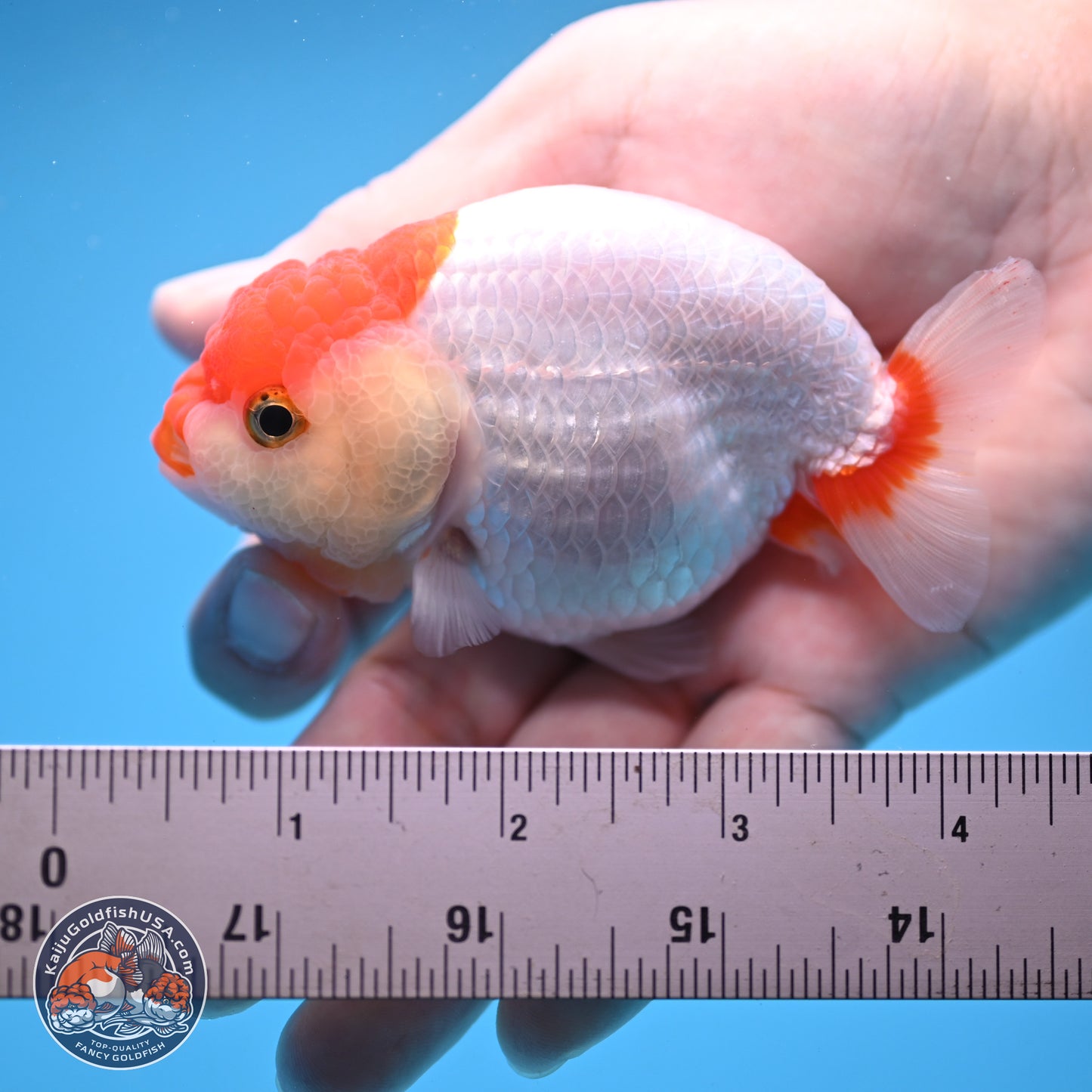 2 Pack Ranchu  3-3.5 inches - Unsexed (241115_RC02) - Kaiju Goldfish USA