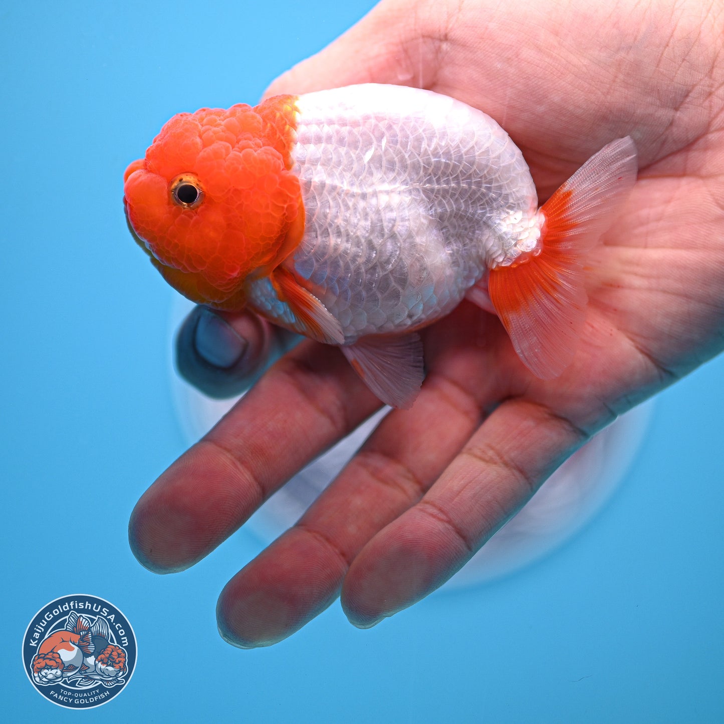 2 Pack Ranchu  3-3.5 inches - Unsexed (241122_RC02) - Kaiju Goldfish USA