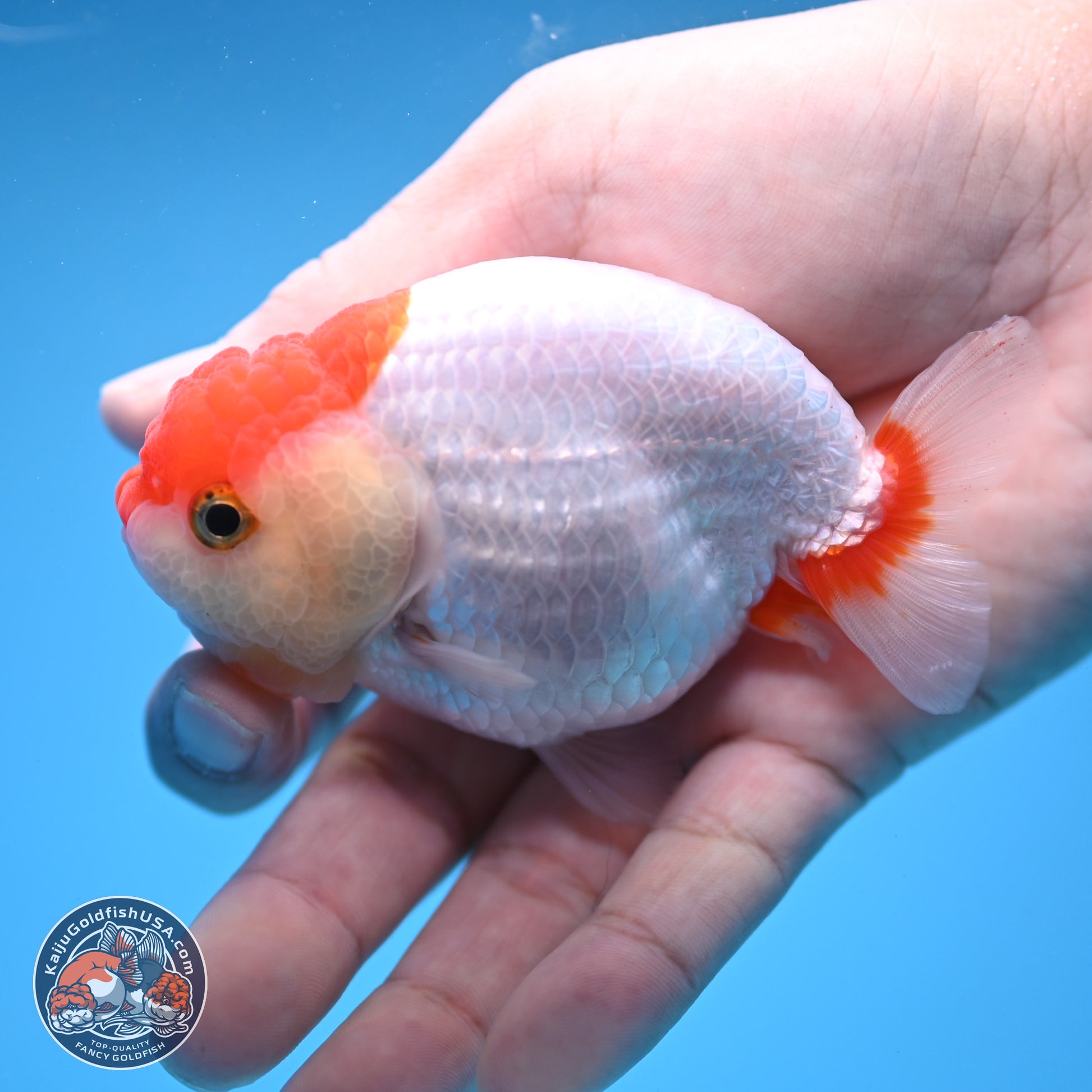 2 Pack Ranchu  3-3.5 inches - Unsexed (241115_RC02) - Kaiju Goldfish USA