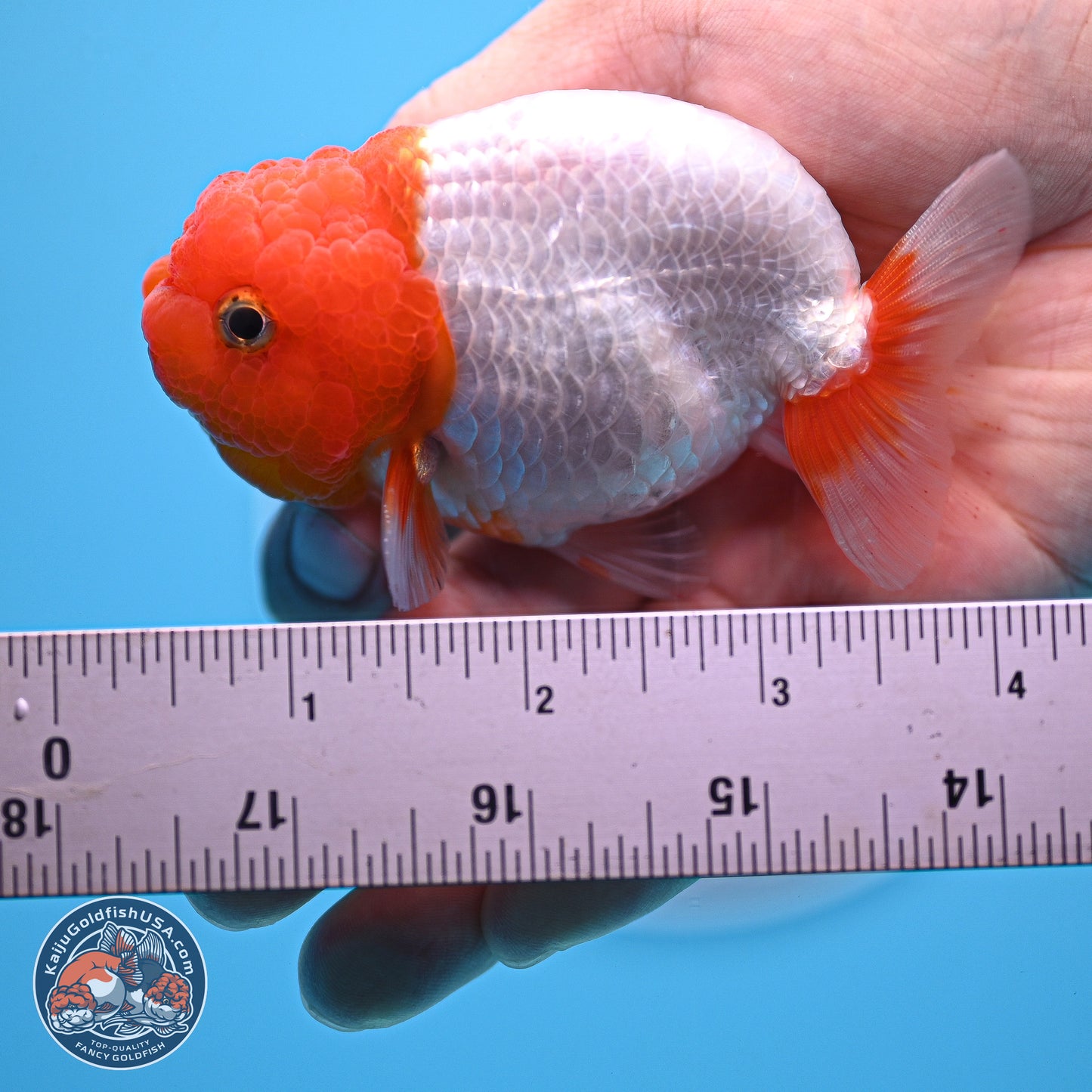 2 Pack Ranchu  3-3.5 inches - Unsexed (241122_RC02) - Kaiju Goldfish USA