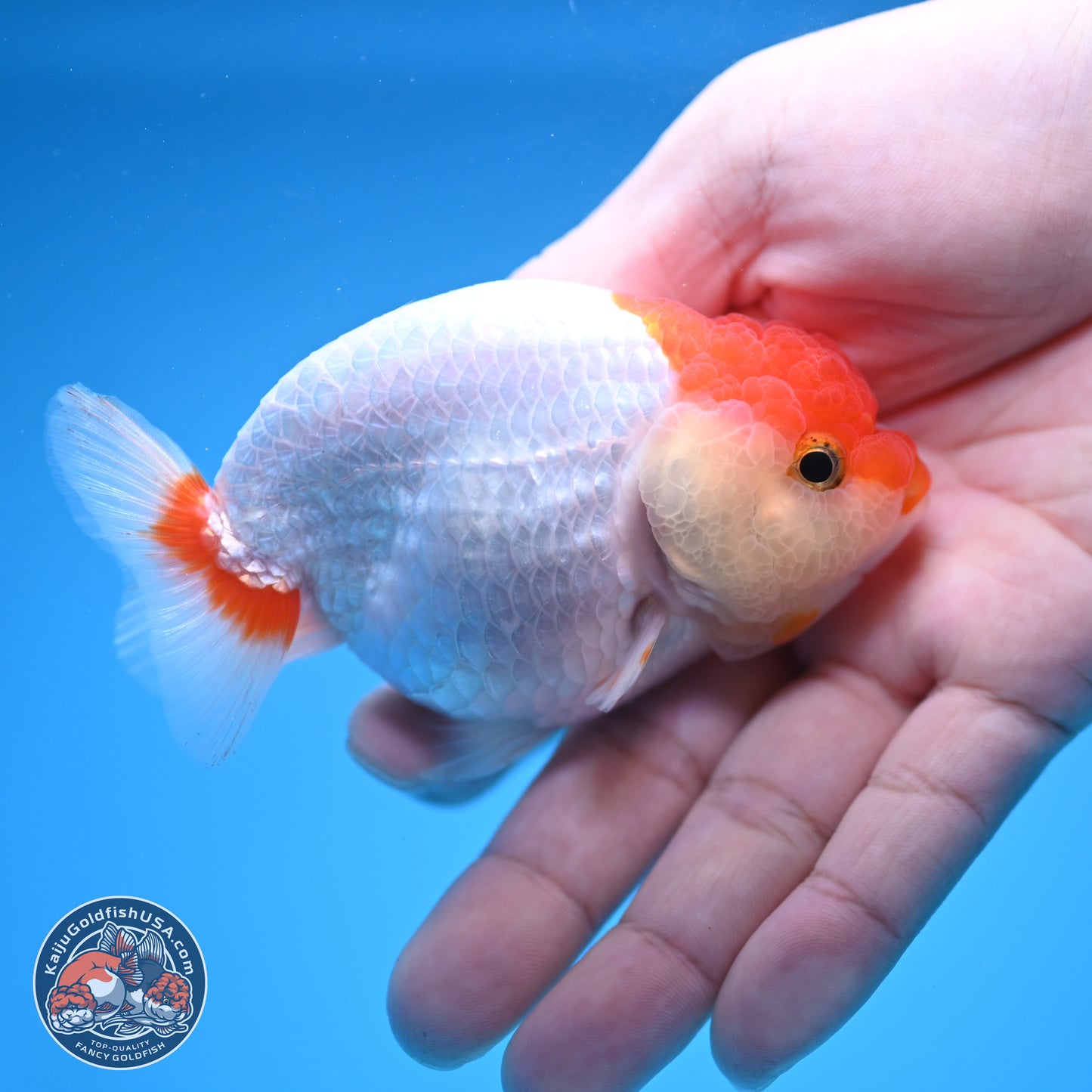 2 Pack Ranchu  3-3.5 inches - Unsexed (241115_RC02) - Kaiju Goldfish USA