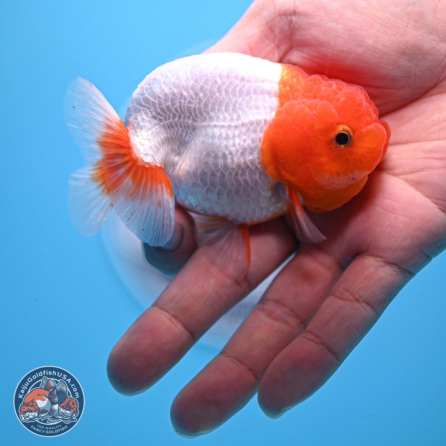 2 Pack Ranchu  3-3.5 inches - Unsexed (241122_RC02) - Kaiju Goldfish USA