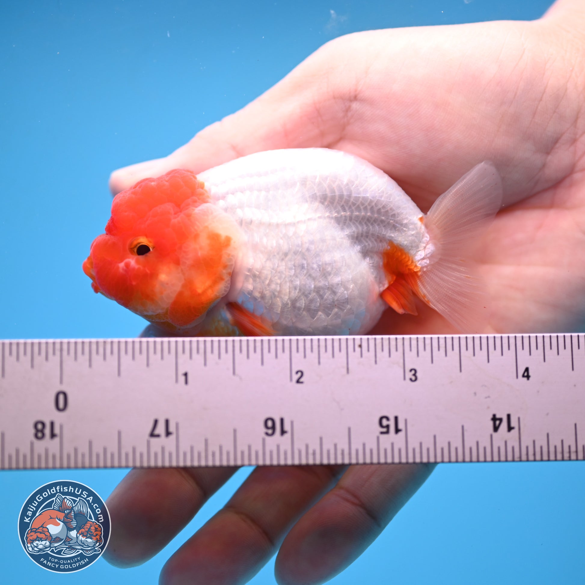 2 Pack Ranchu  3-3.5 inches - Unsexed (241115_RC02) - Kaiju Goldfish USA