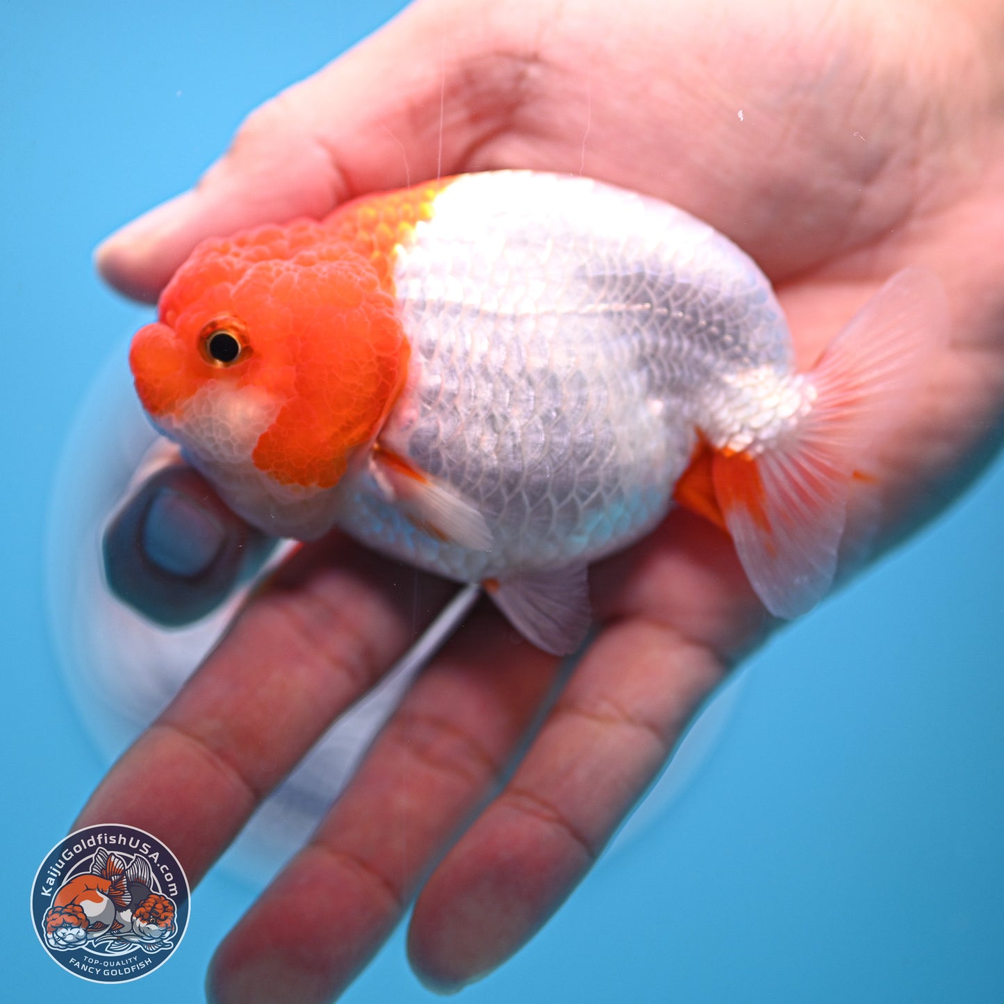 2 Pack Ranchu  3-3.5 inches - Unsexed (241122_RC02) - Kaiju Goldfish USA